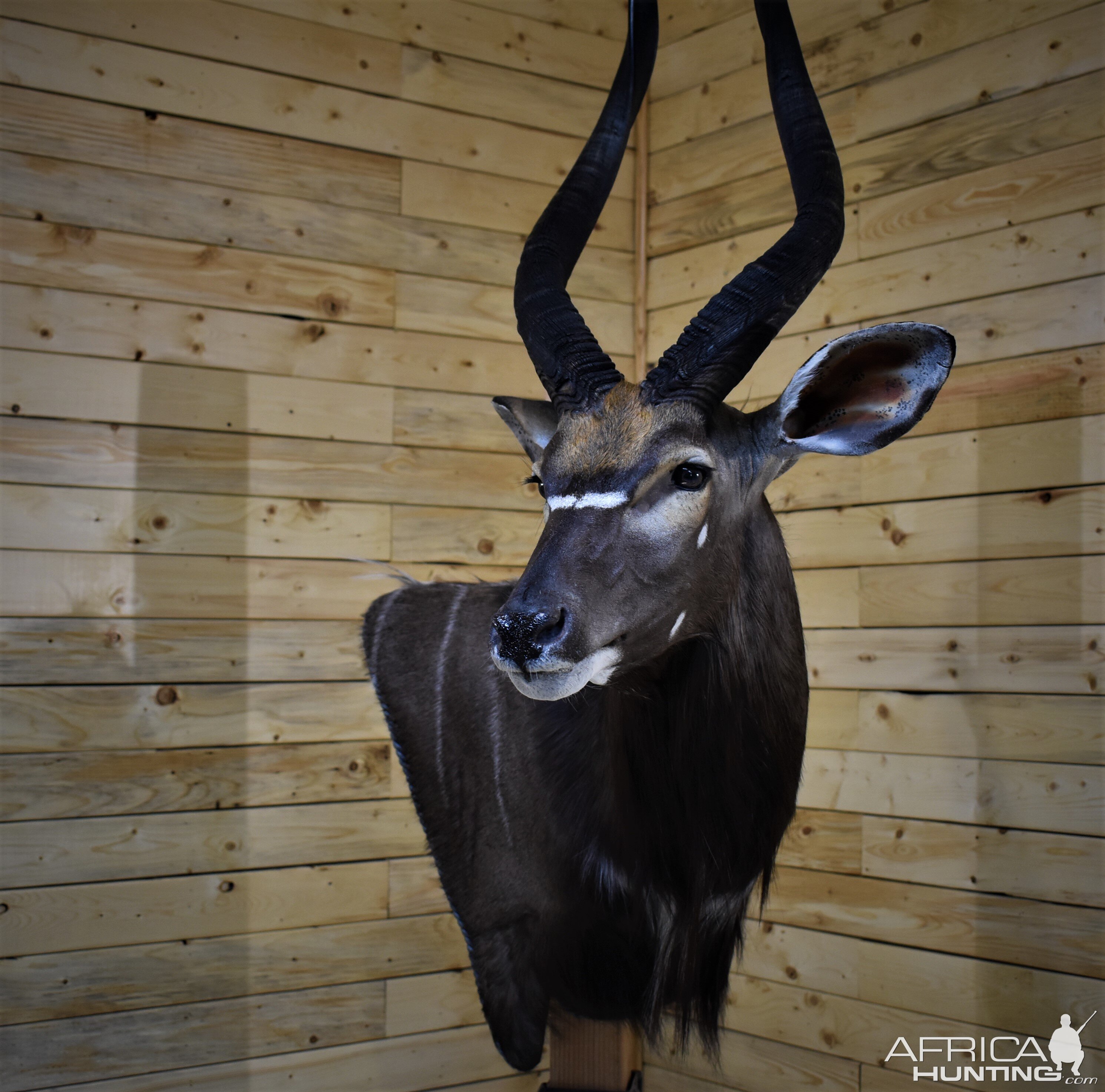 Nyala Wall Mount Taxidermy