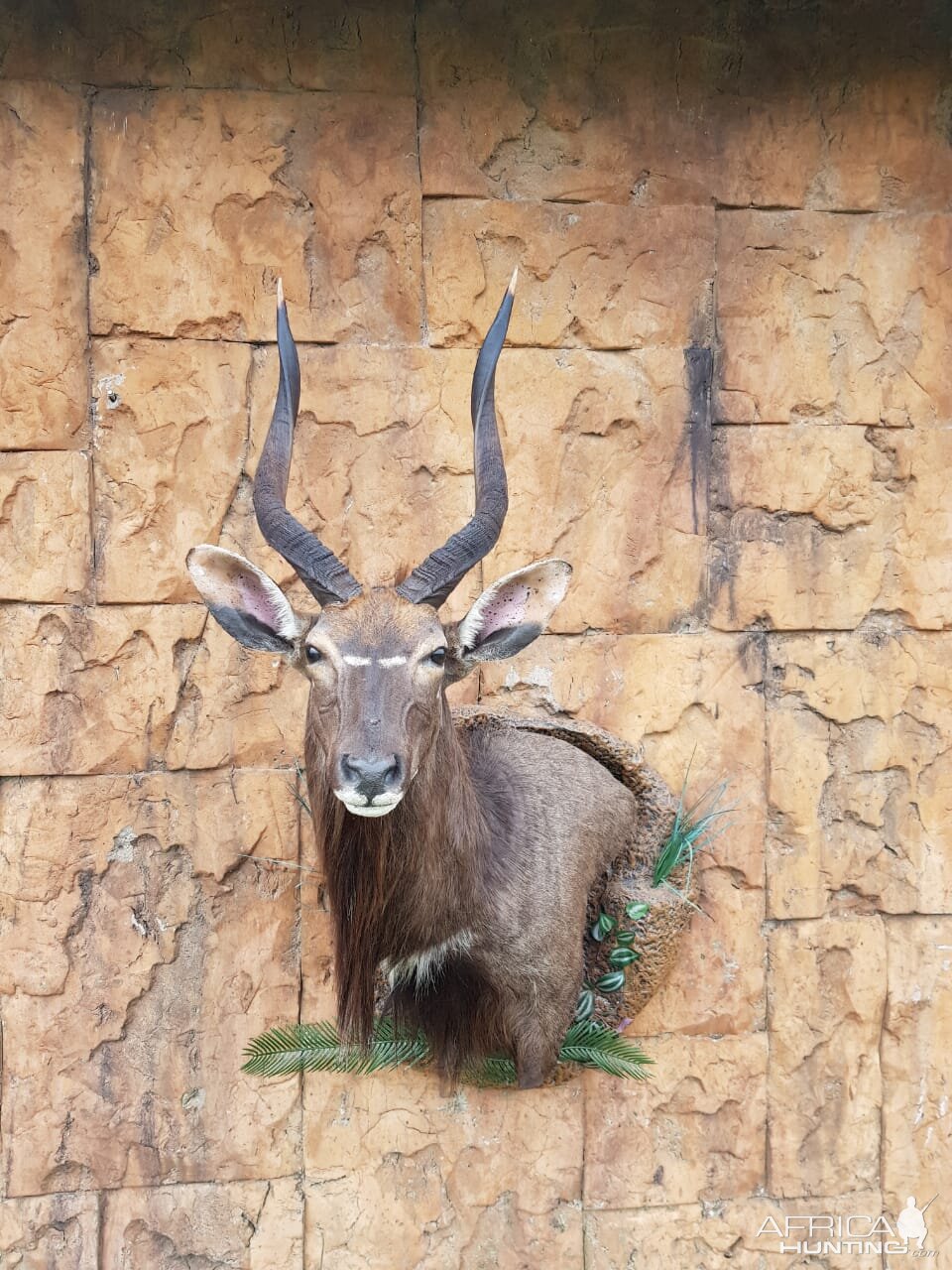 Nyala Wall Pedestal with Habitat Taxidermy