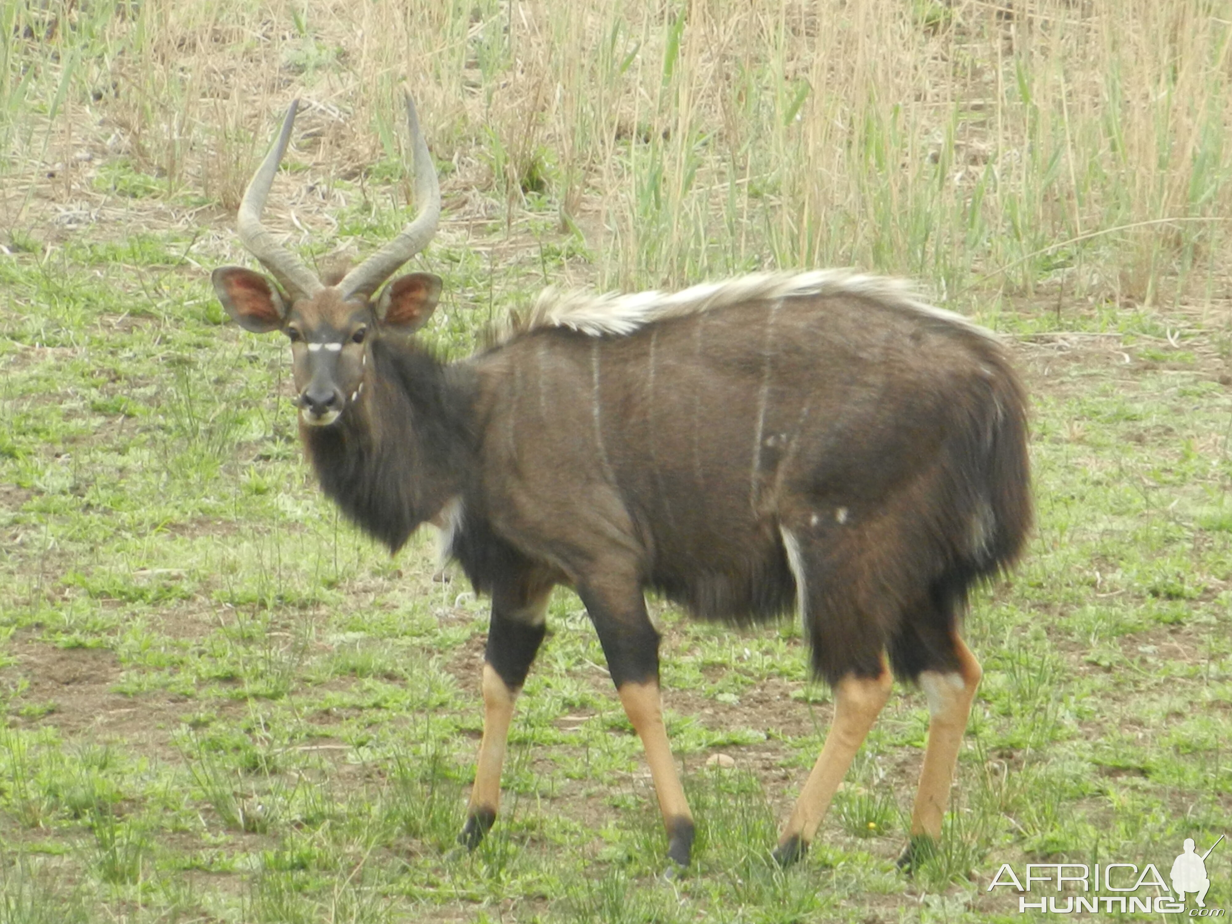 Nyala