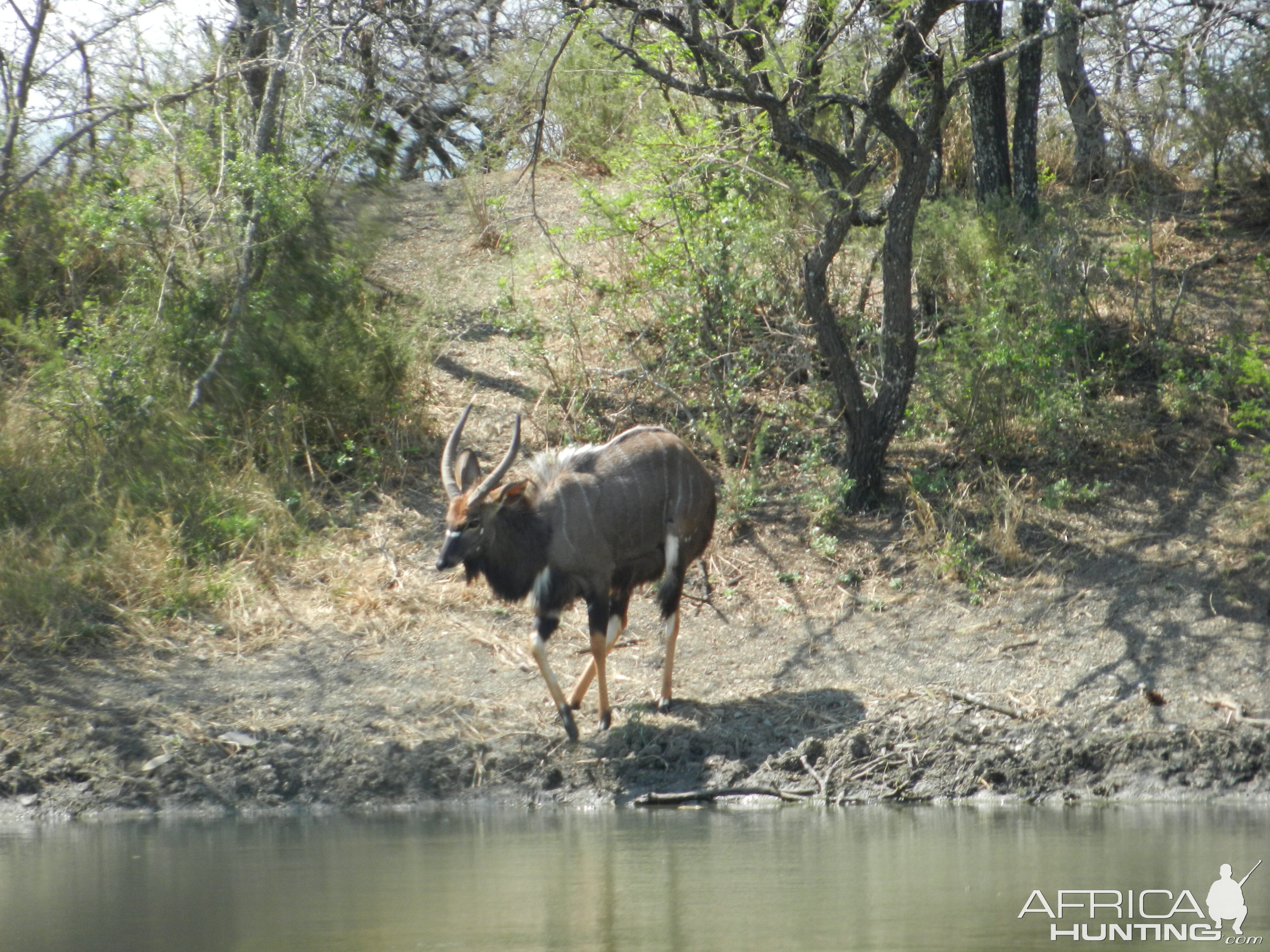 Nyala