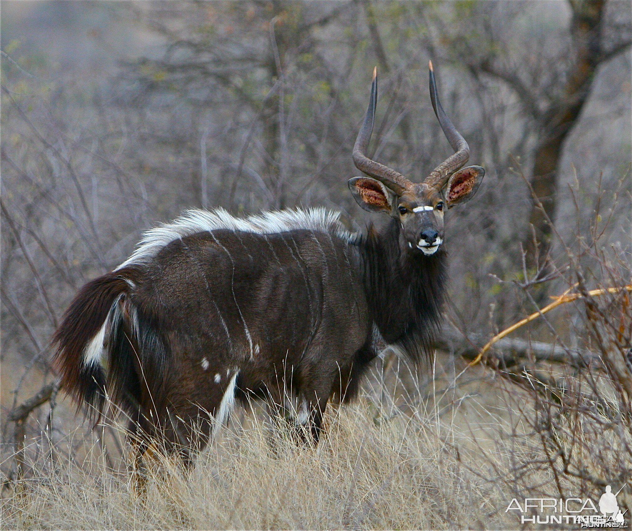 Nyala