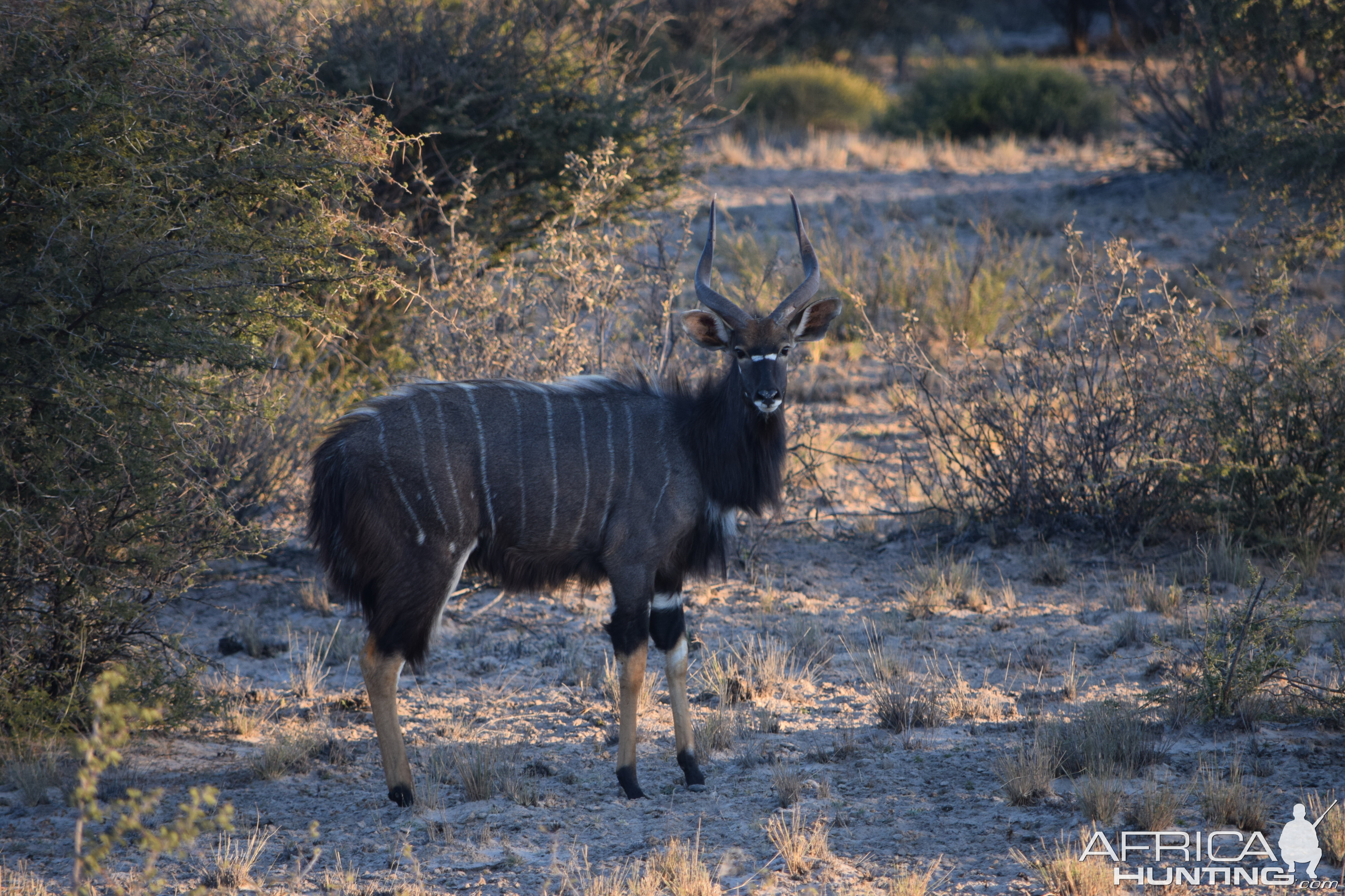 Nyala