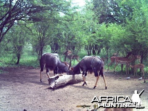 Nyala