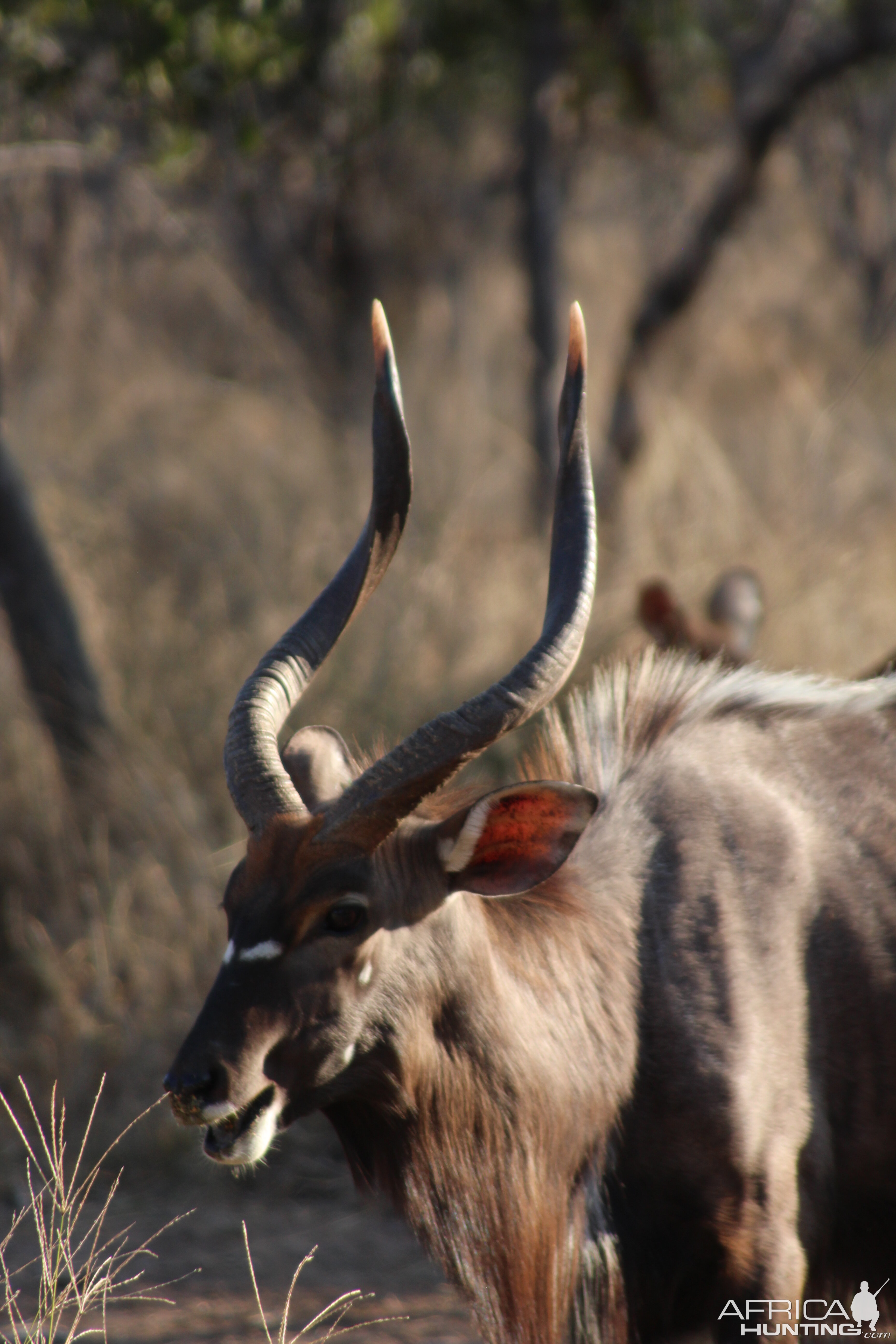 Nyala