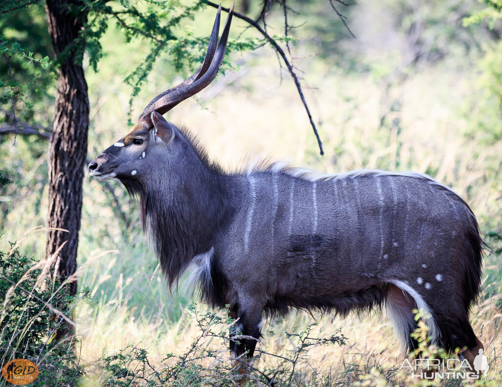 Nyala