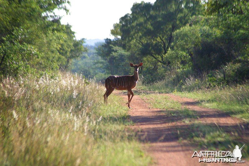 Nyala