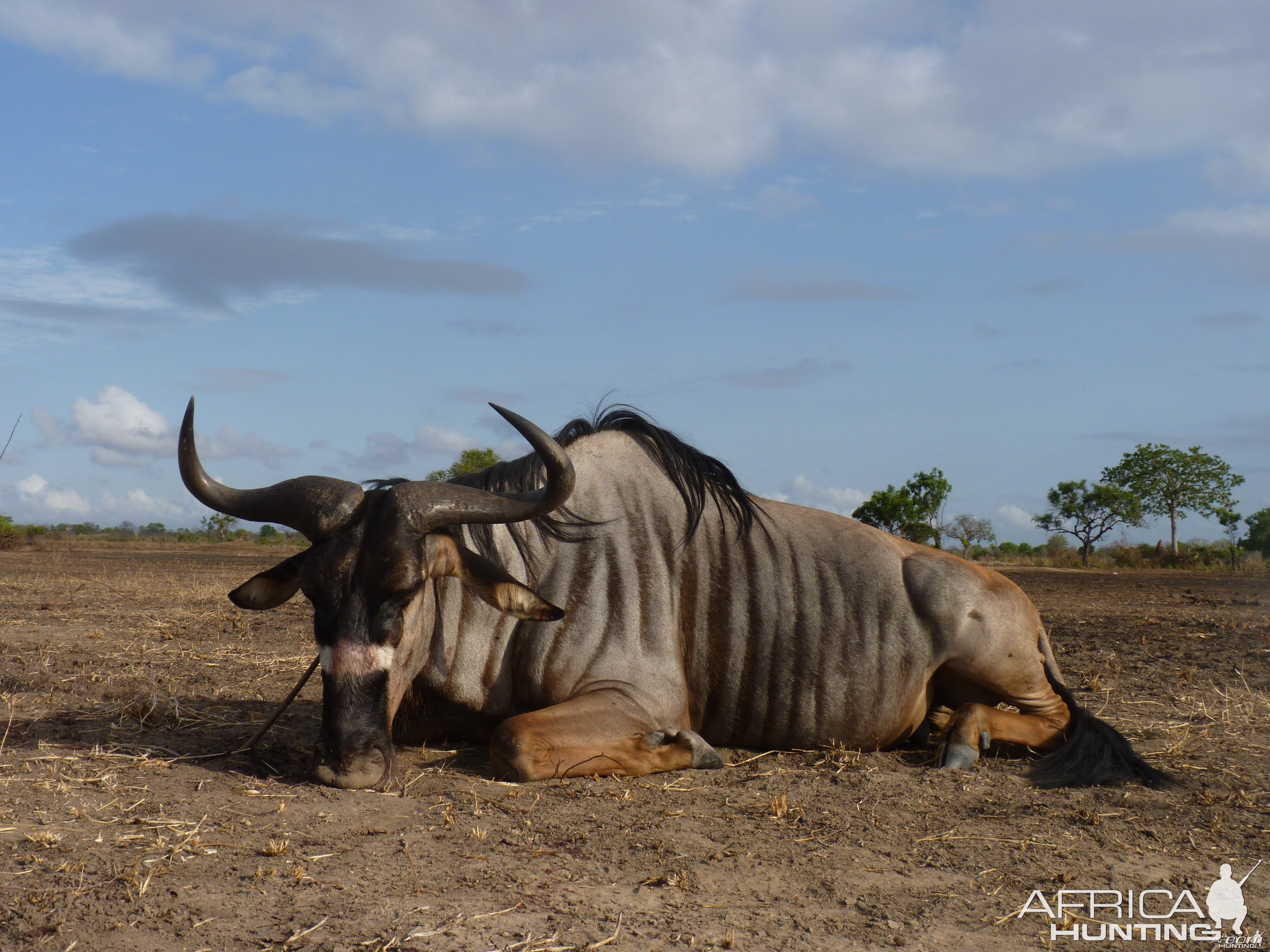 Nyasaland Gnu hunted in Tanzania