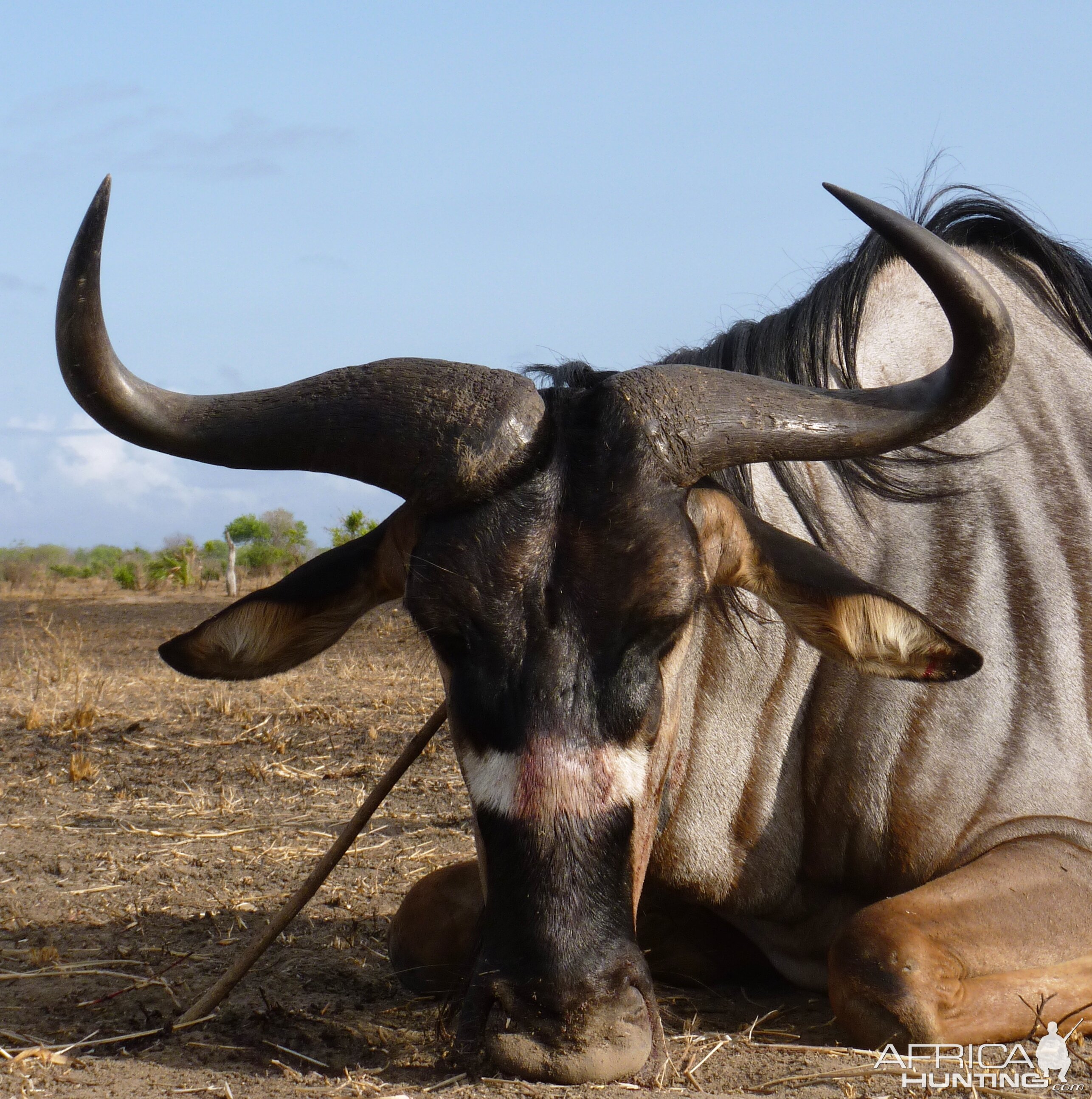 Nyasaland Gnu hunted in Tanzania