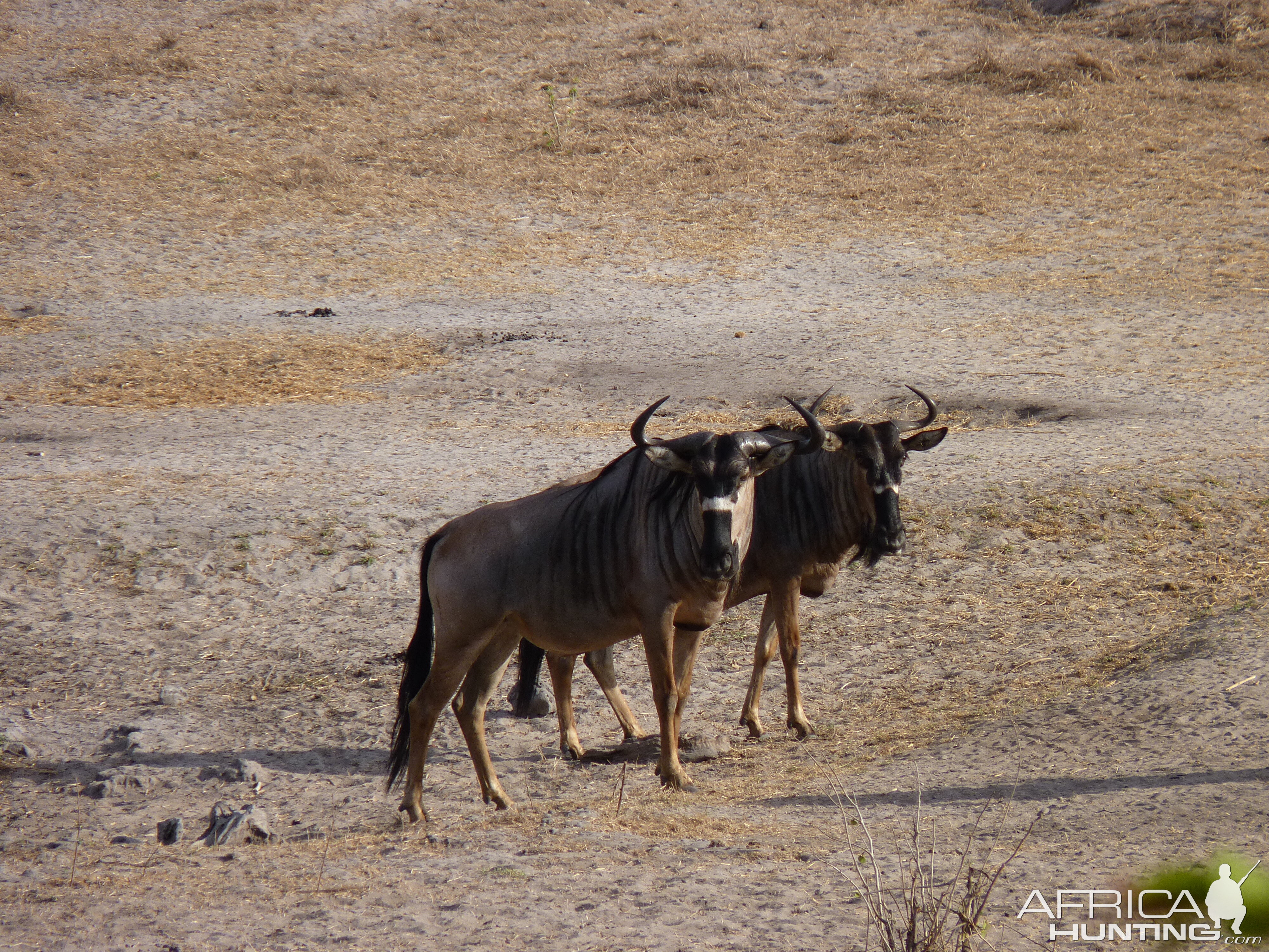 Nyasaland Gnu in Tanzania