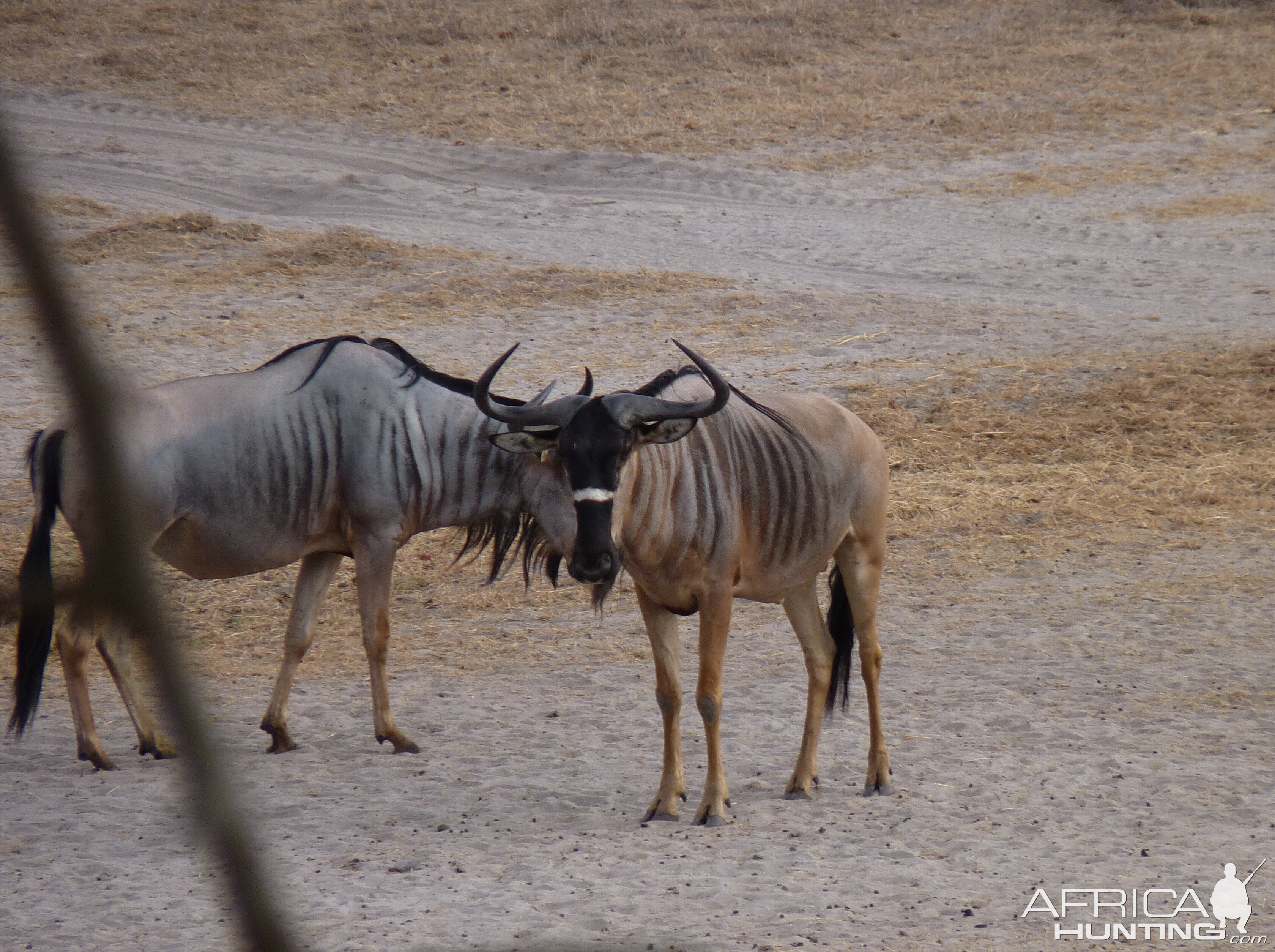 Nyasaland Gnu in Tanzania