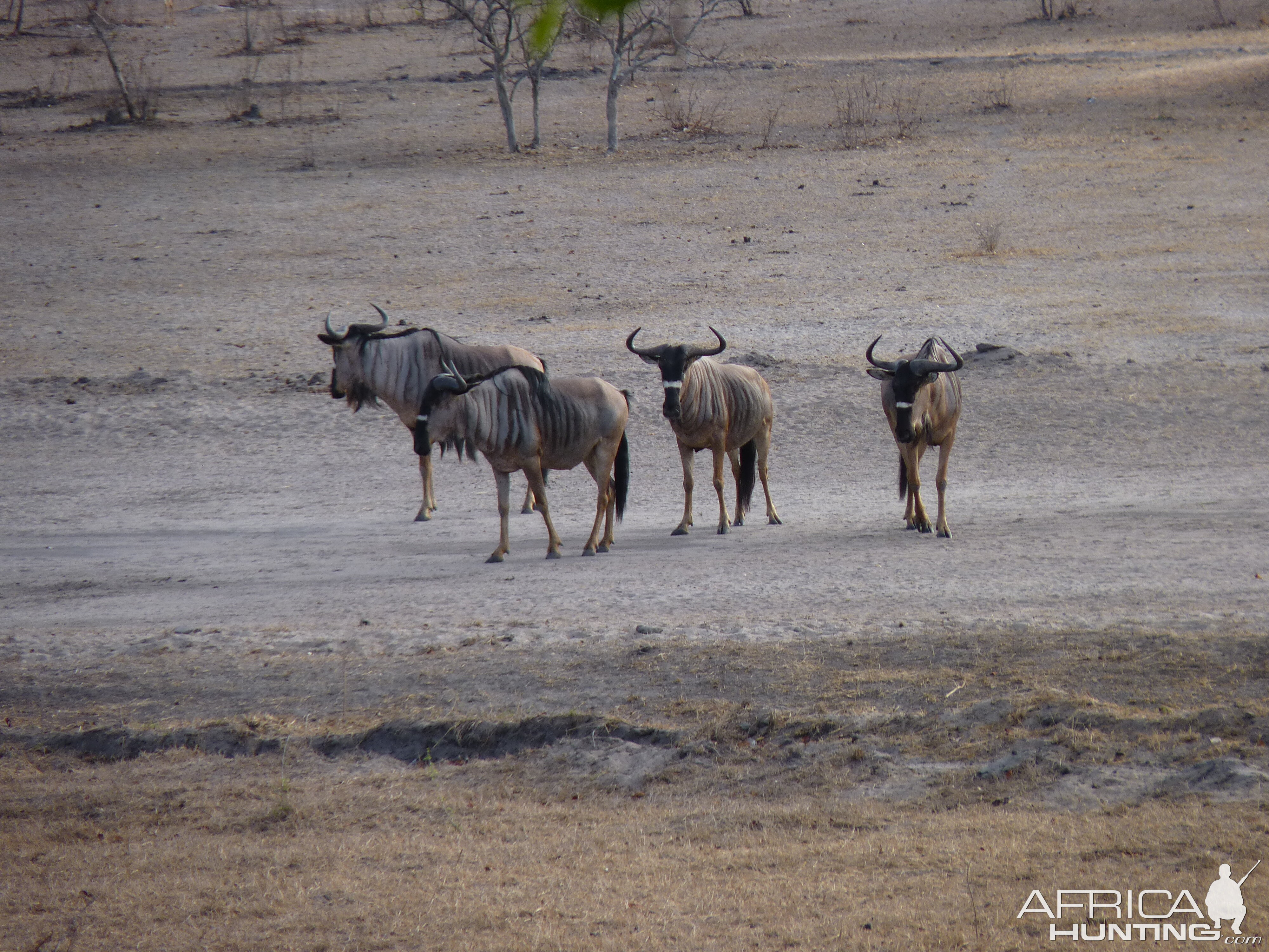 Nyasaland Gnu in Tanzania