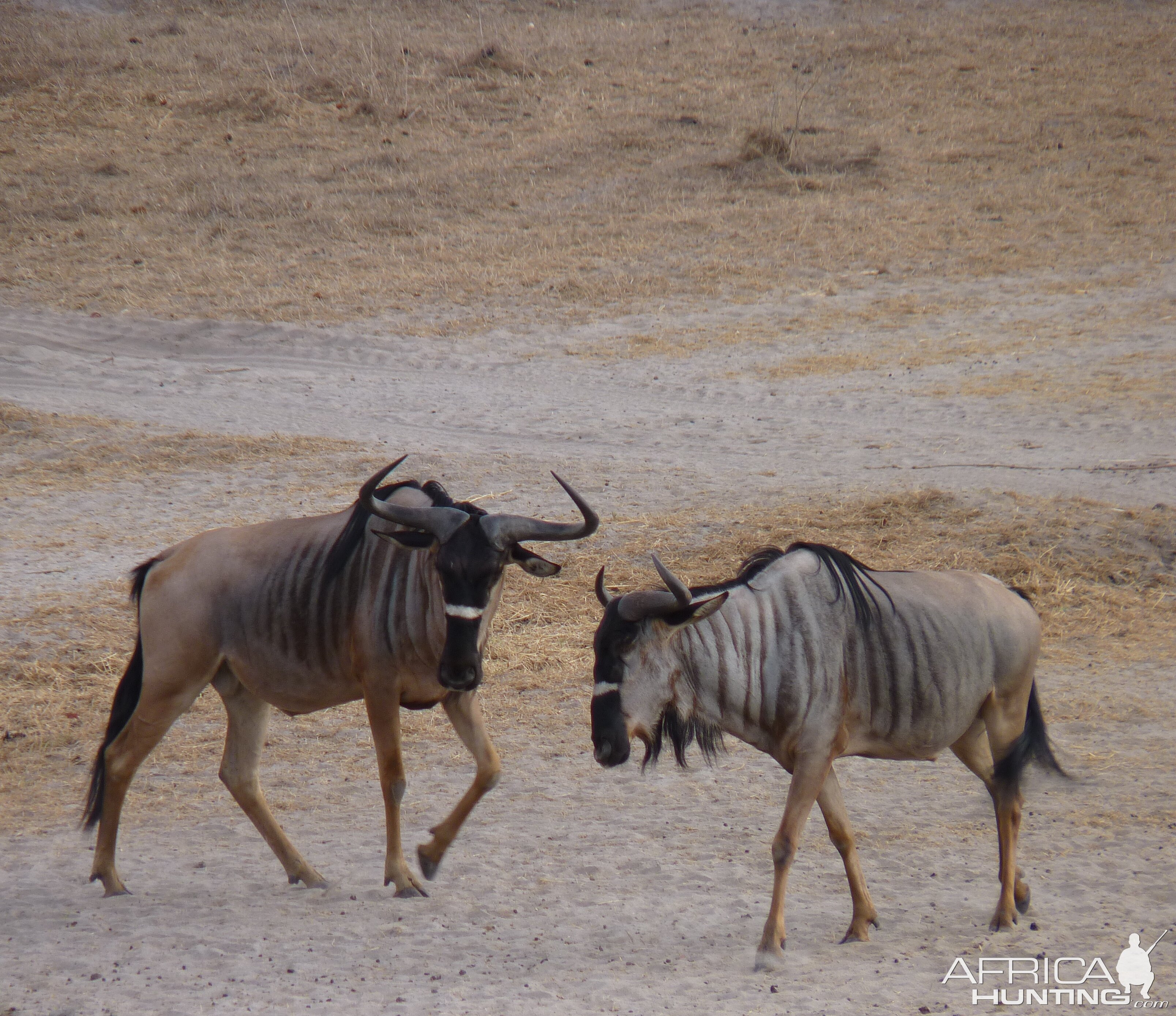 Nyasaland Gnu in Tanzania