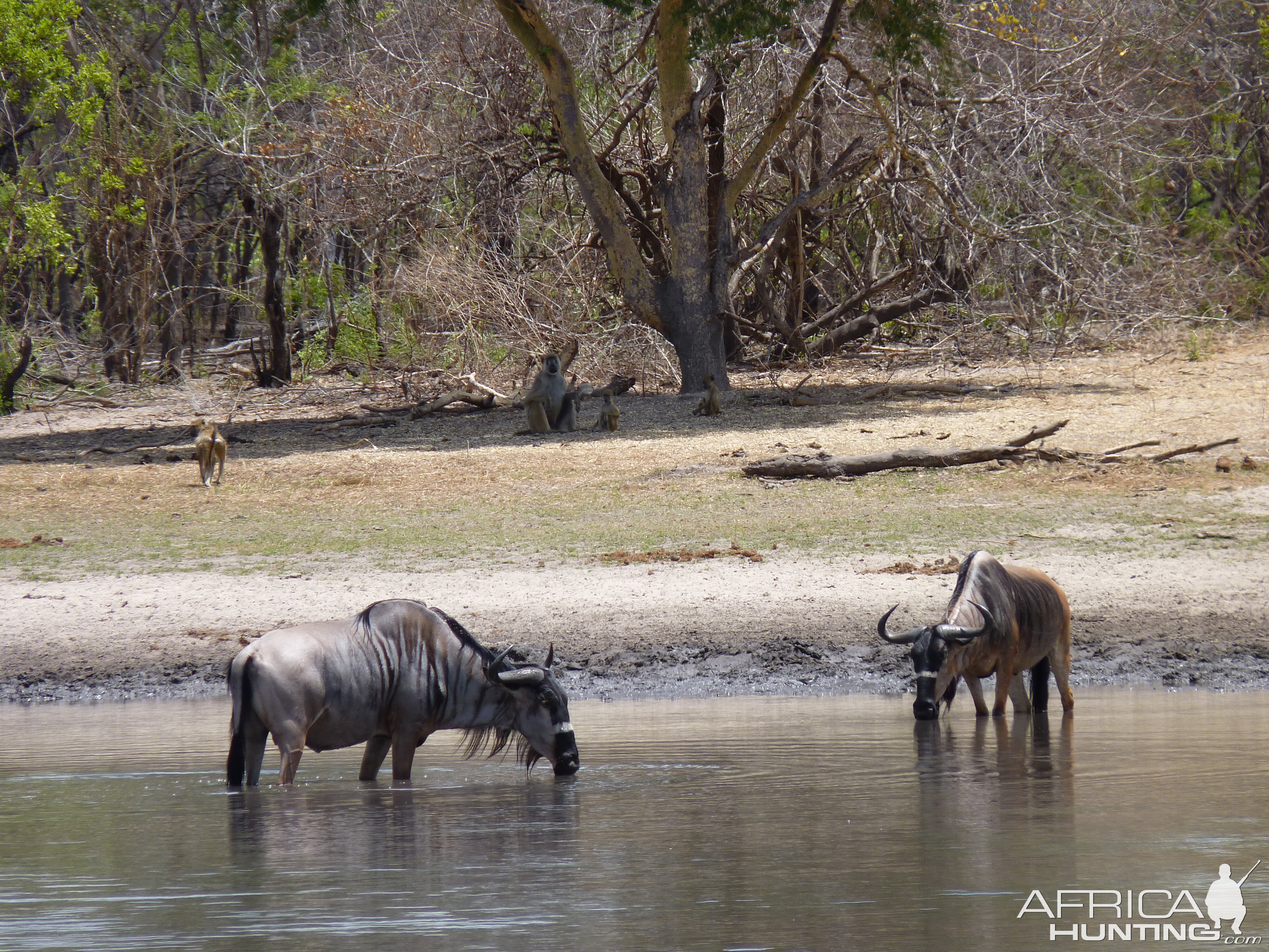 Nyasaland Gnu in Tanzania