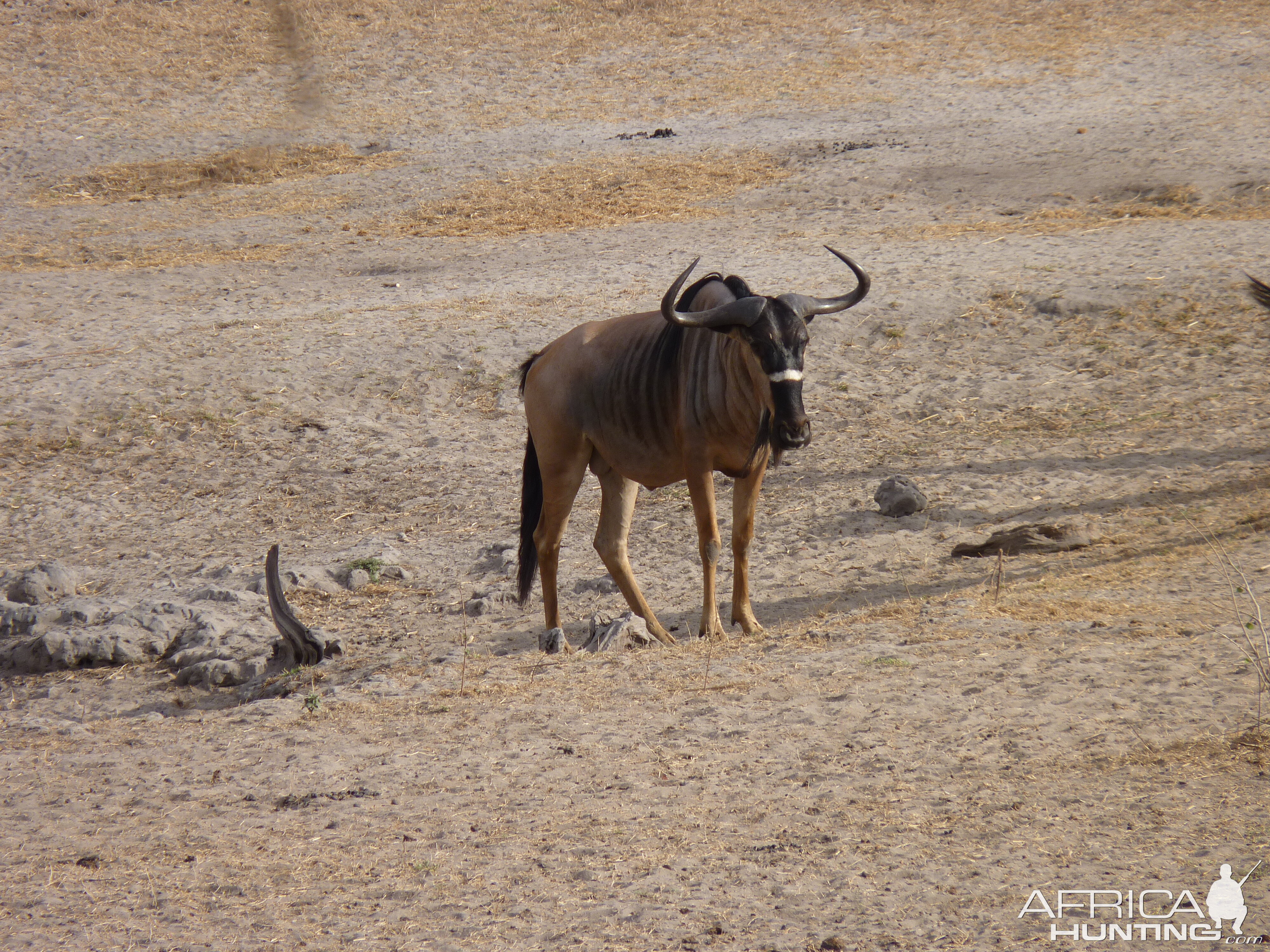 Nyasaland Gnu in Tanzania