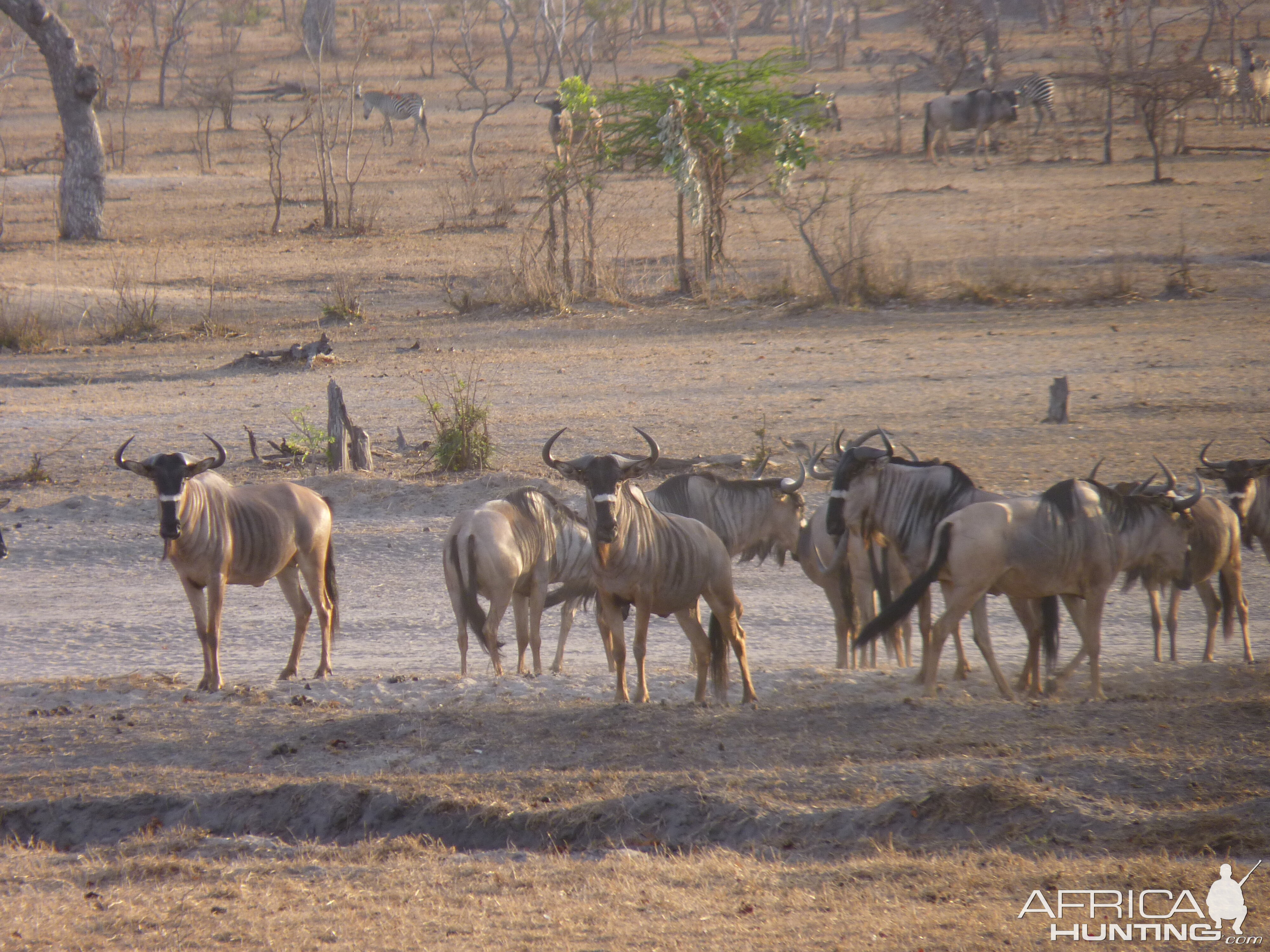 Nyasaland Gnu in Tanzania