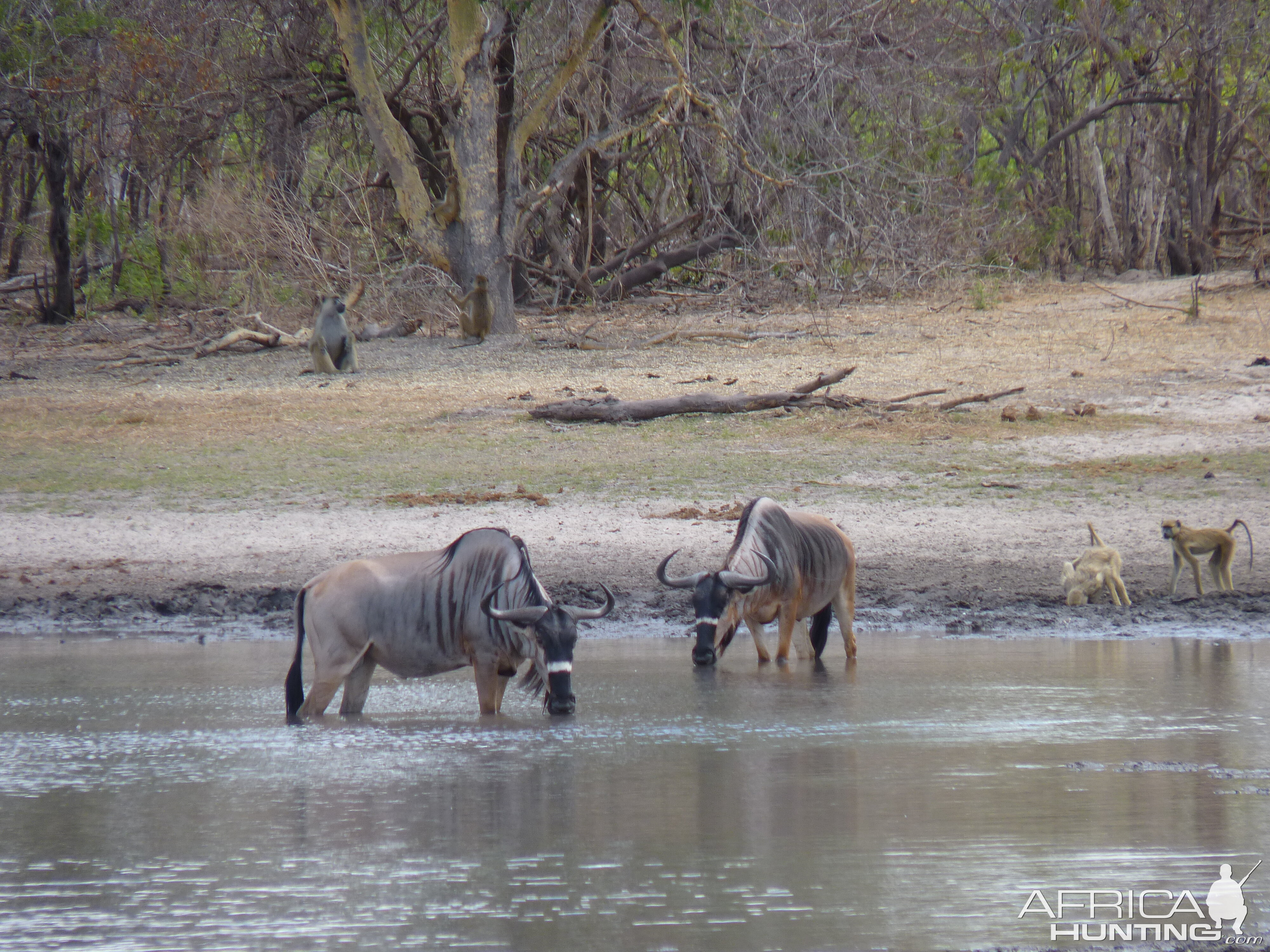 Nyasaland Gnu in Tanzania