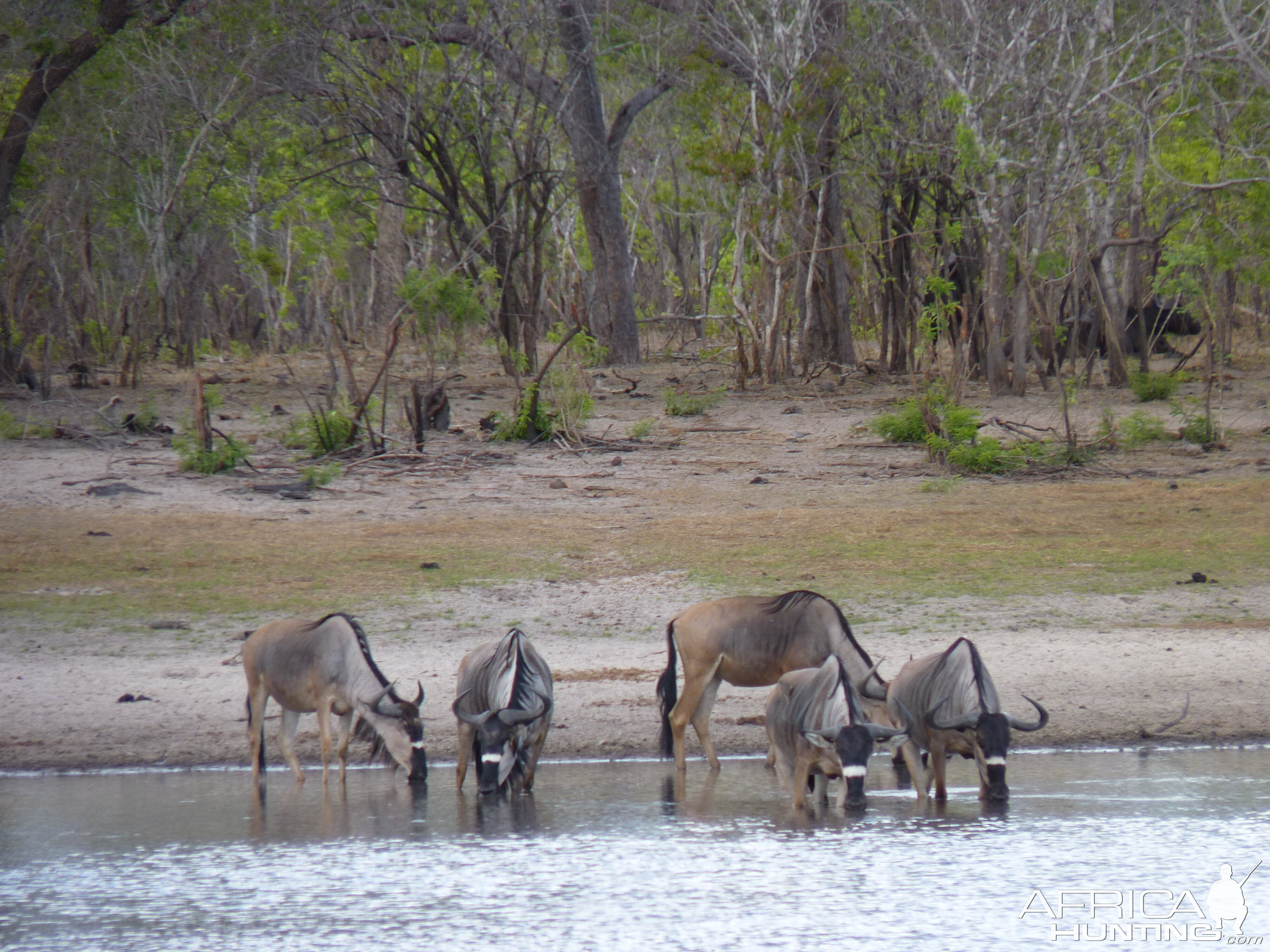 Nyasaland Gnu in Tanzania