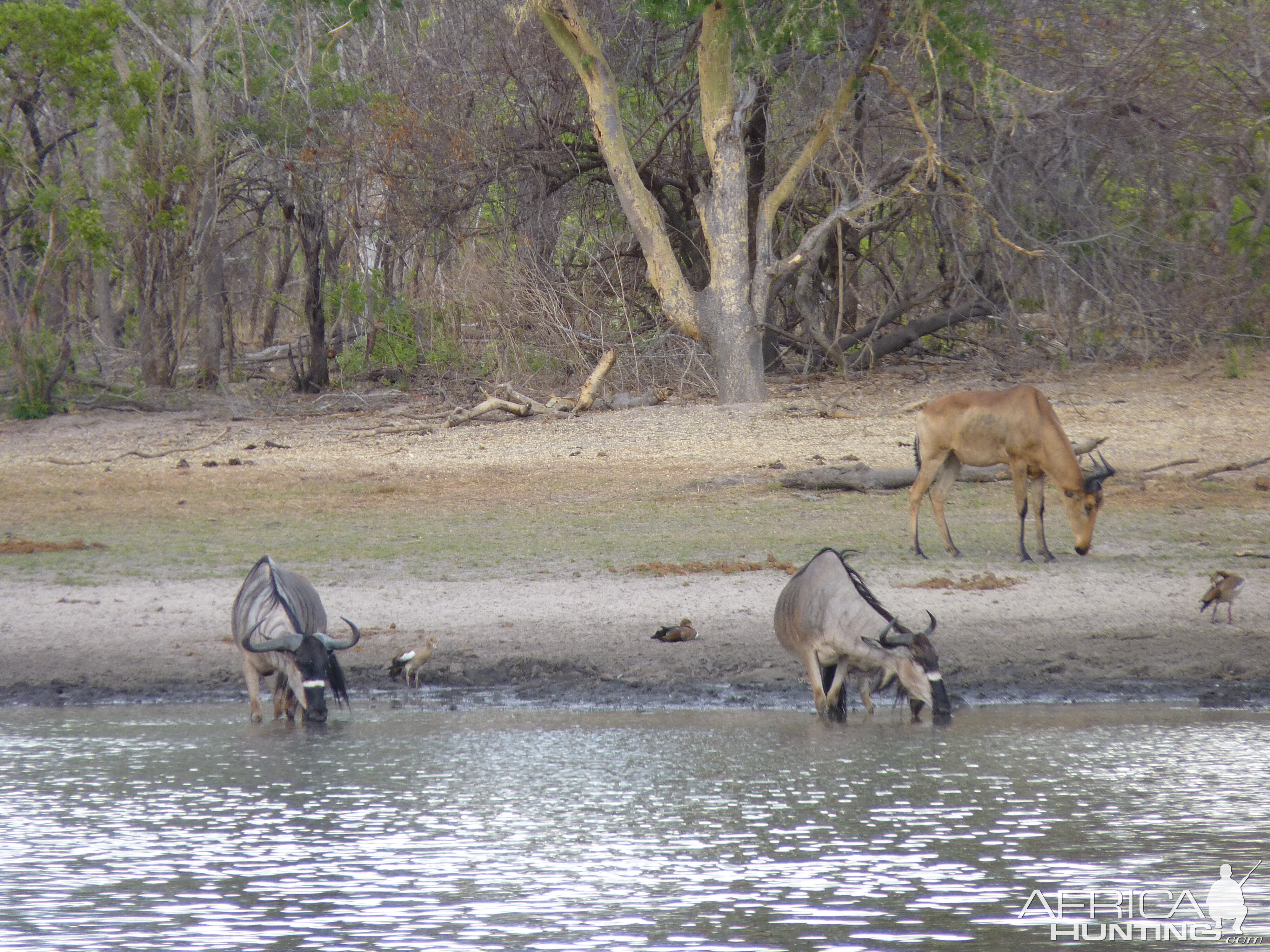 Nyasaland Gnu in Tanzania