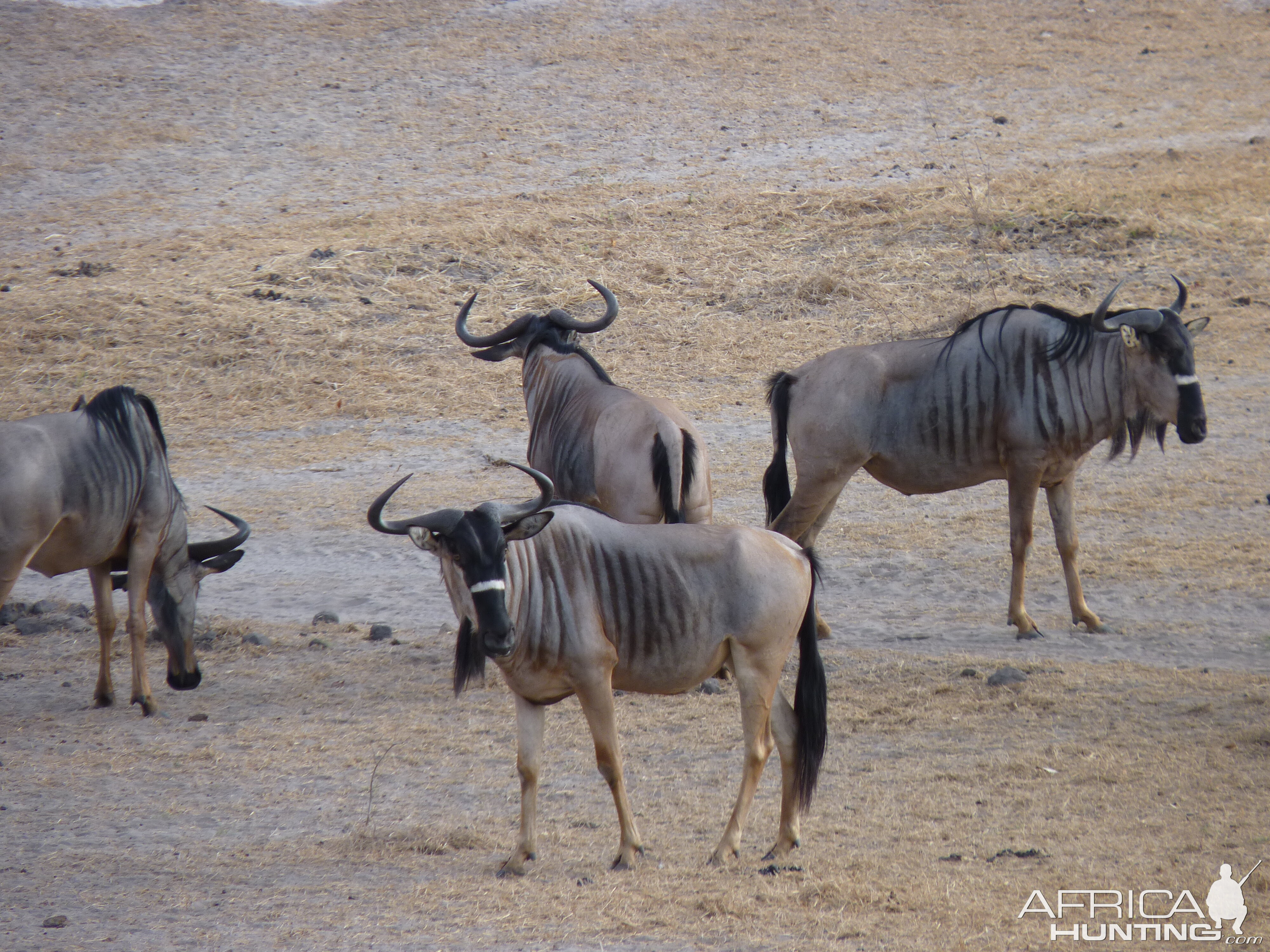 Nyasaland Gnu in Tanzania