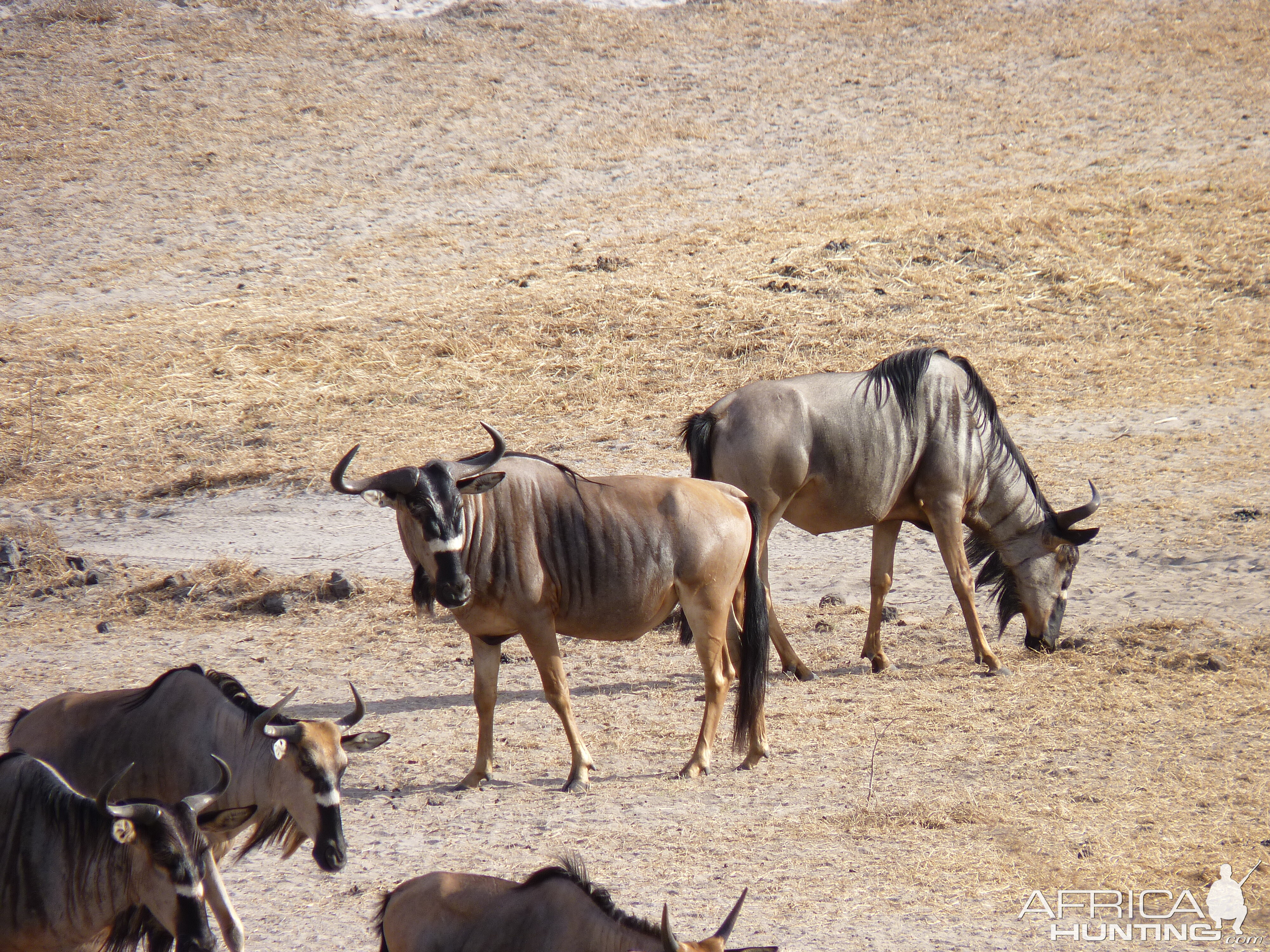 Nyasaland Gnu in Tanzania