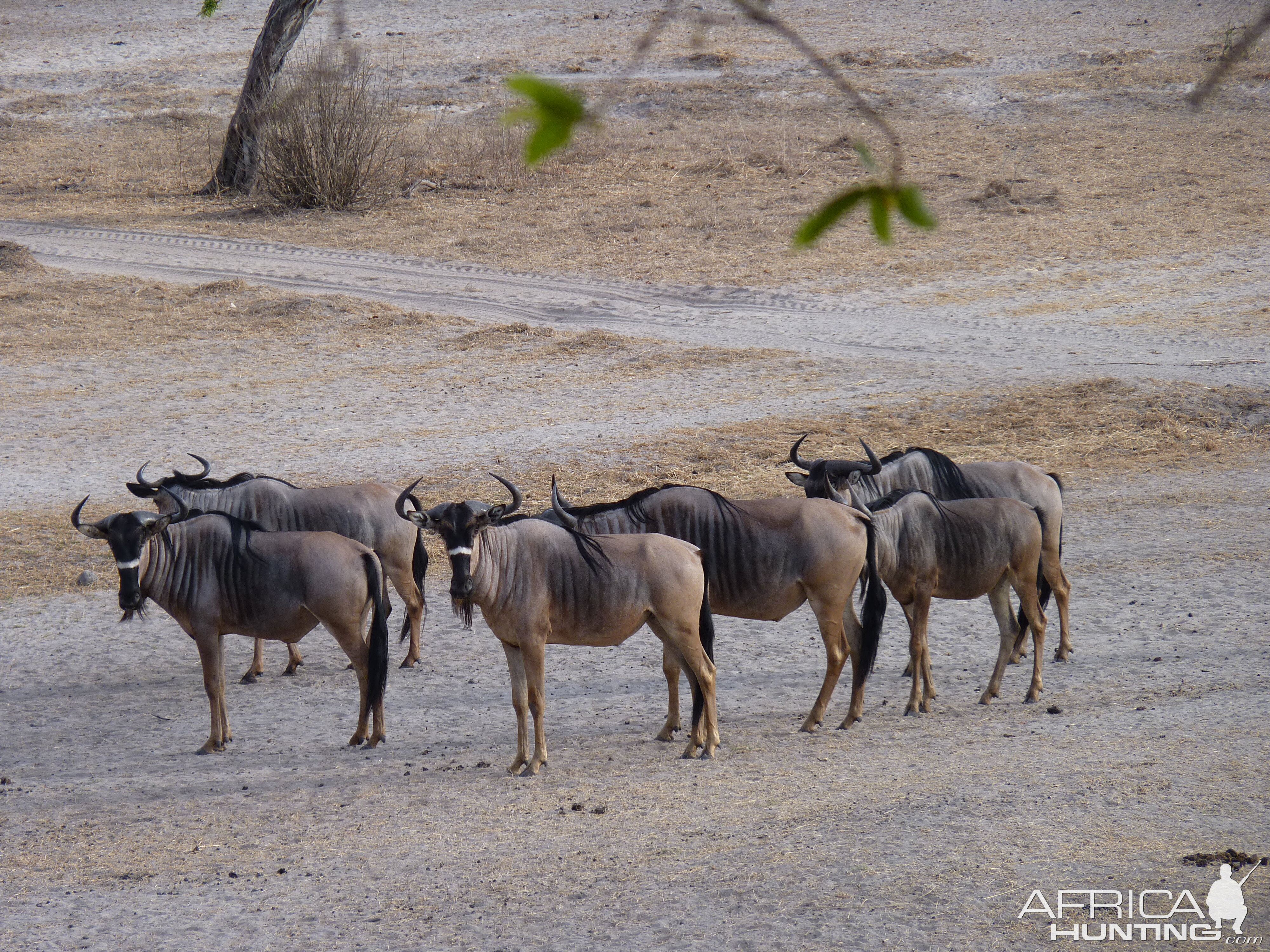 Nyasaland Gnu in Tanzania