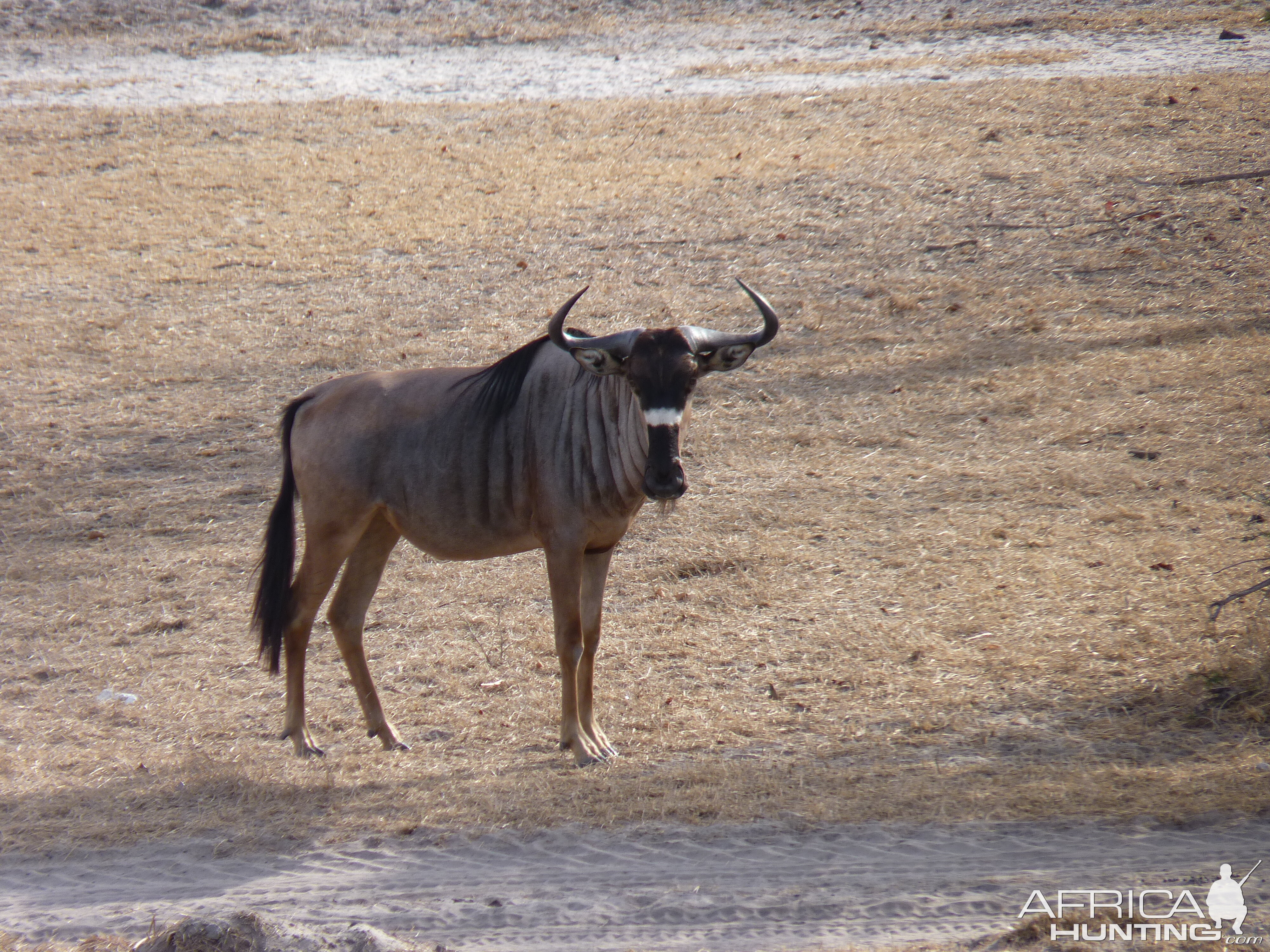 Nyasaland Gnu in Tanzania