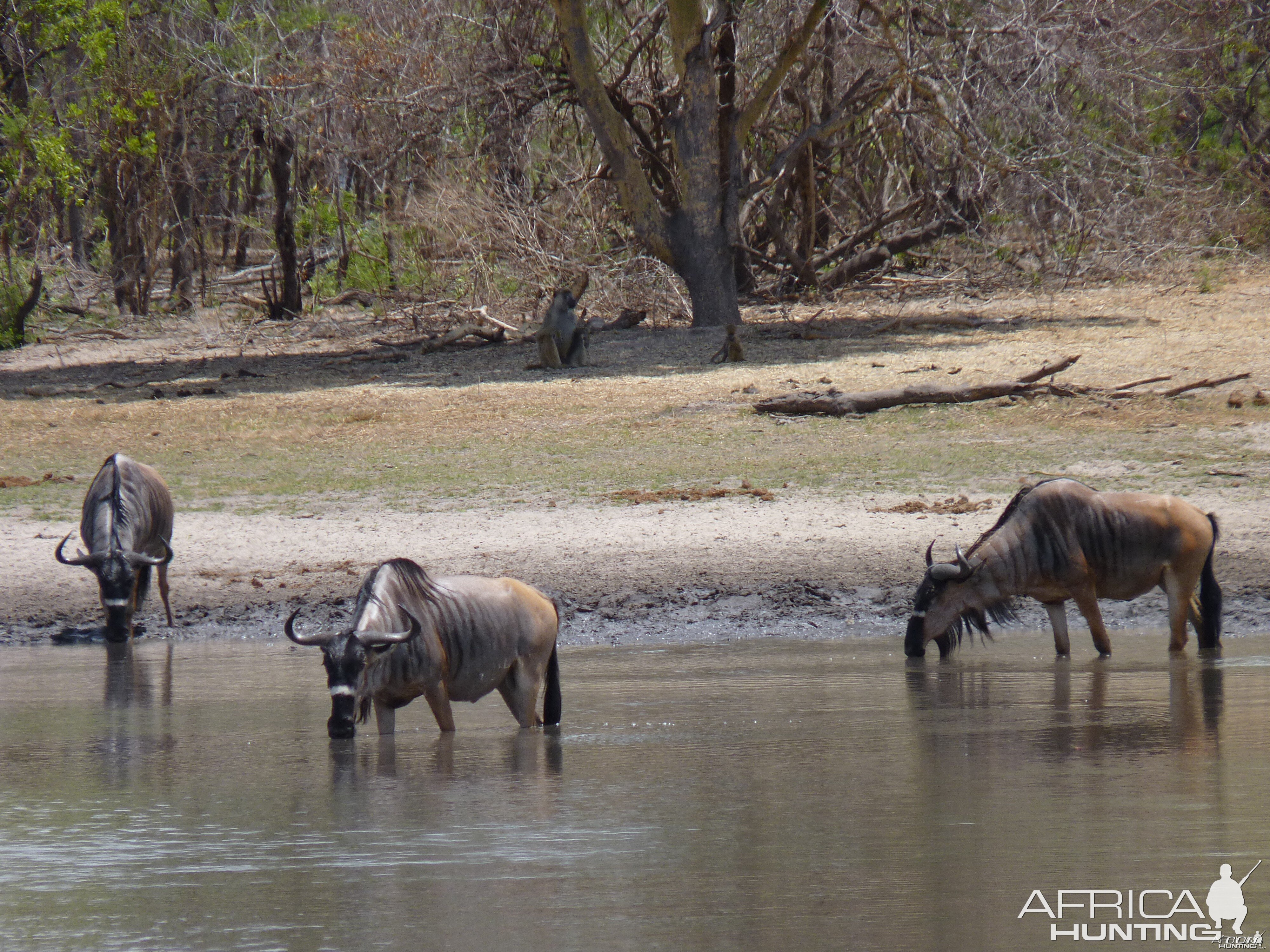 Nyasaland Gnu in Tanzania