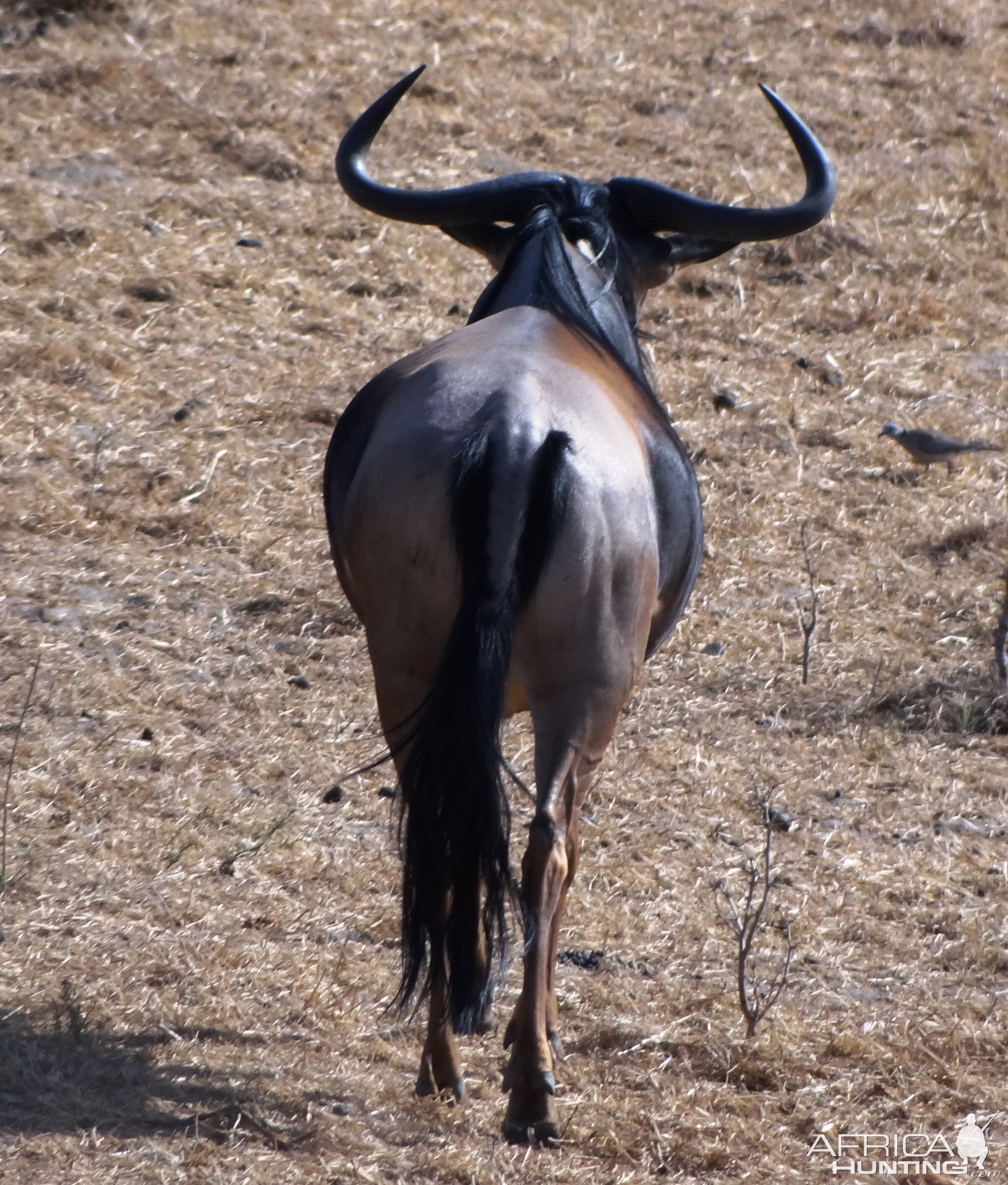 Nyasaland Gnu - Tanzania