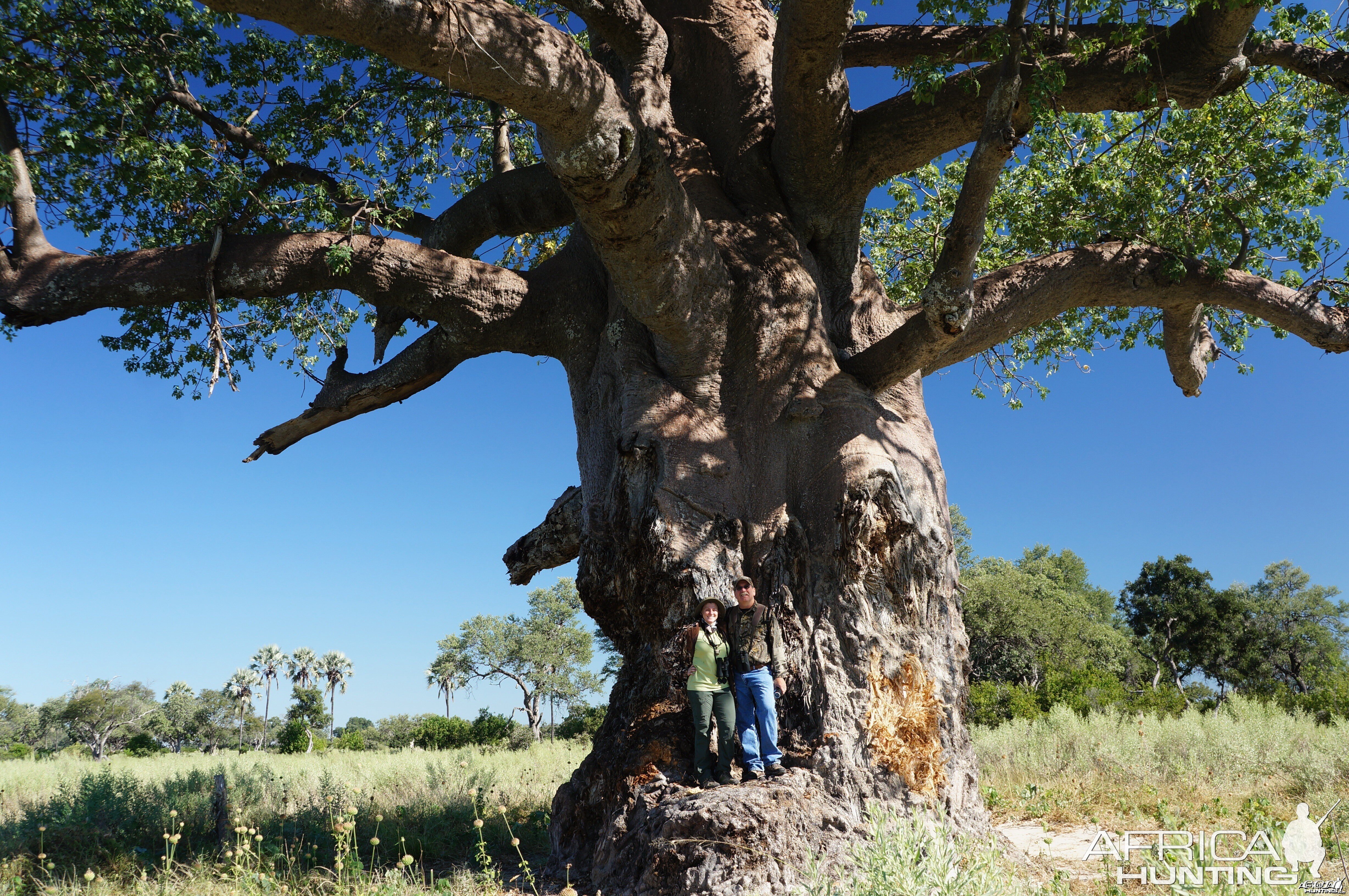 Okavango Baobob