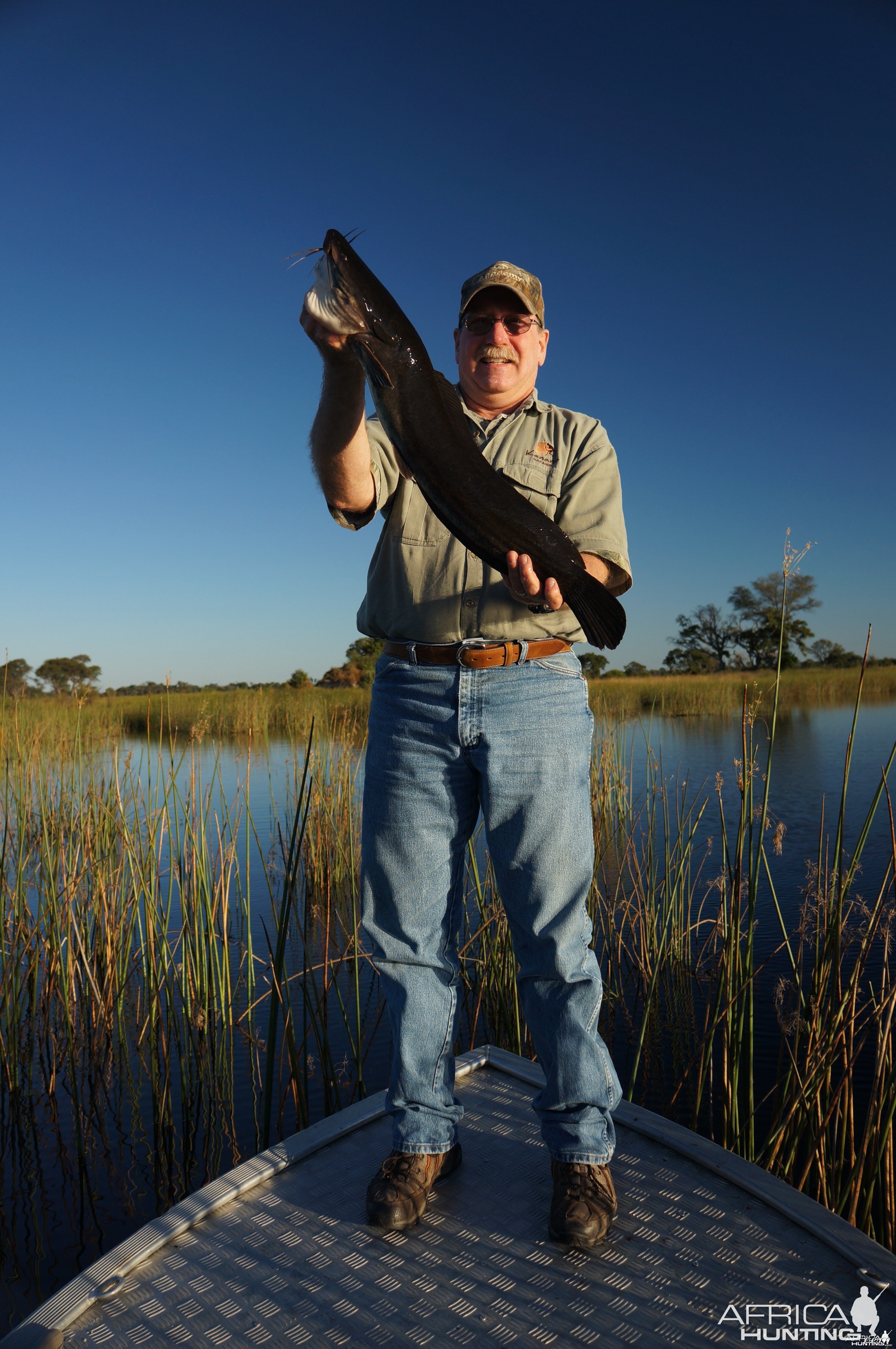 Okavango Catfish