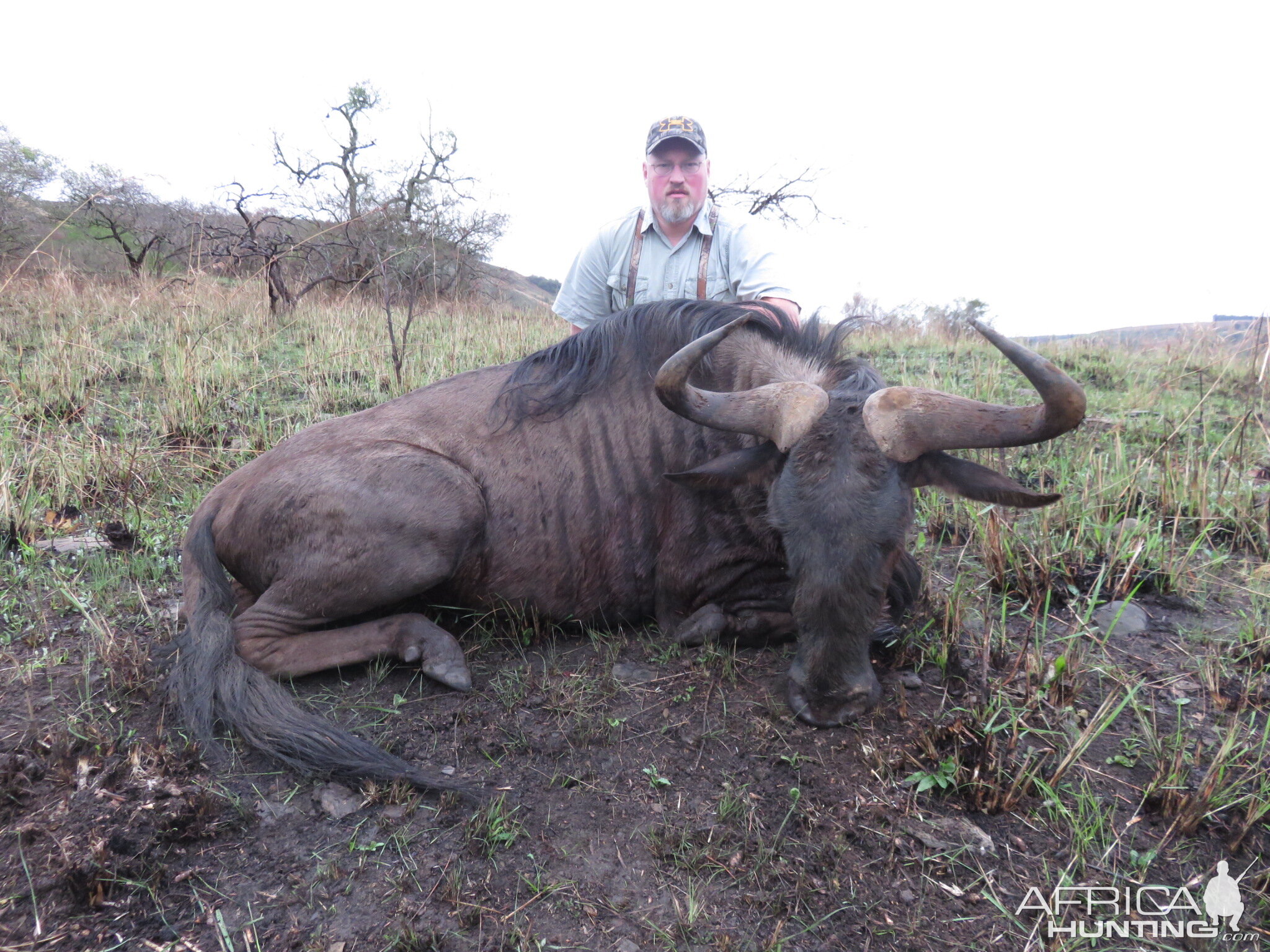 Old Blue Wildebeest