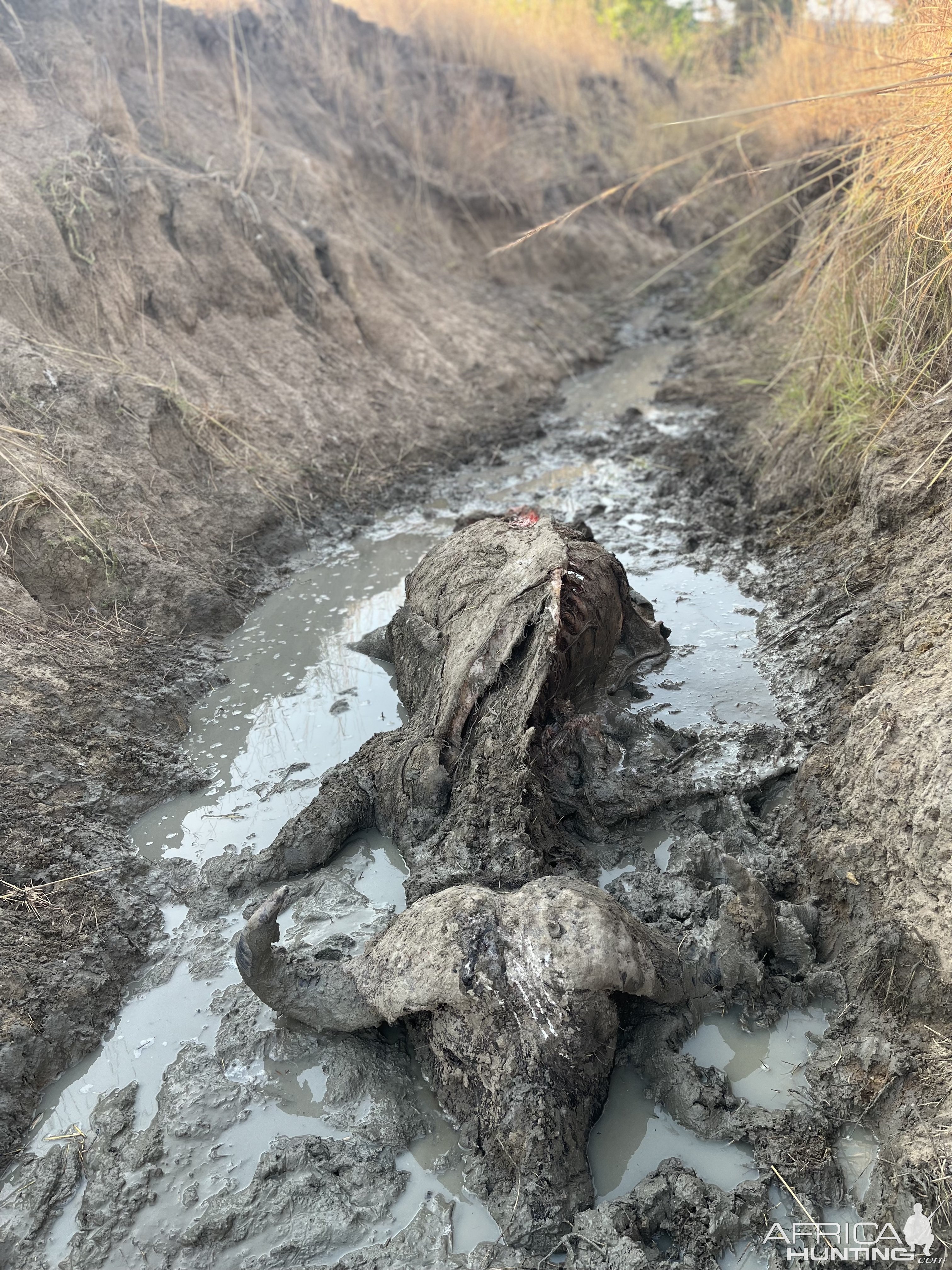 Old Buffalo Bull In Ditch