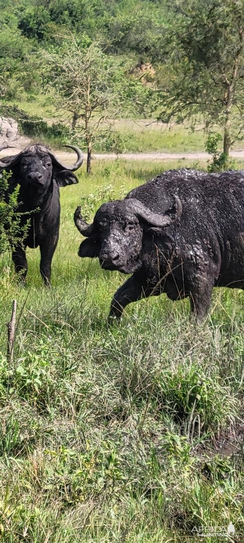 Old Buffalo Bulls