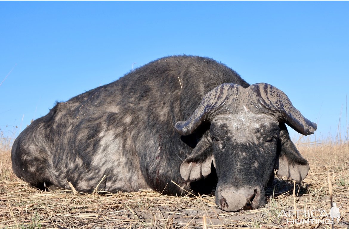 Old Buffalo Hunt Namibia