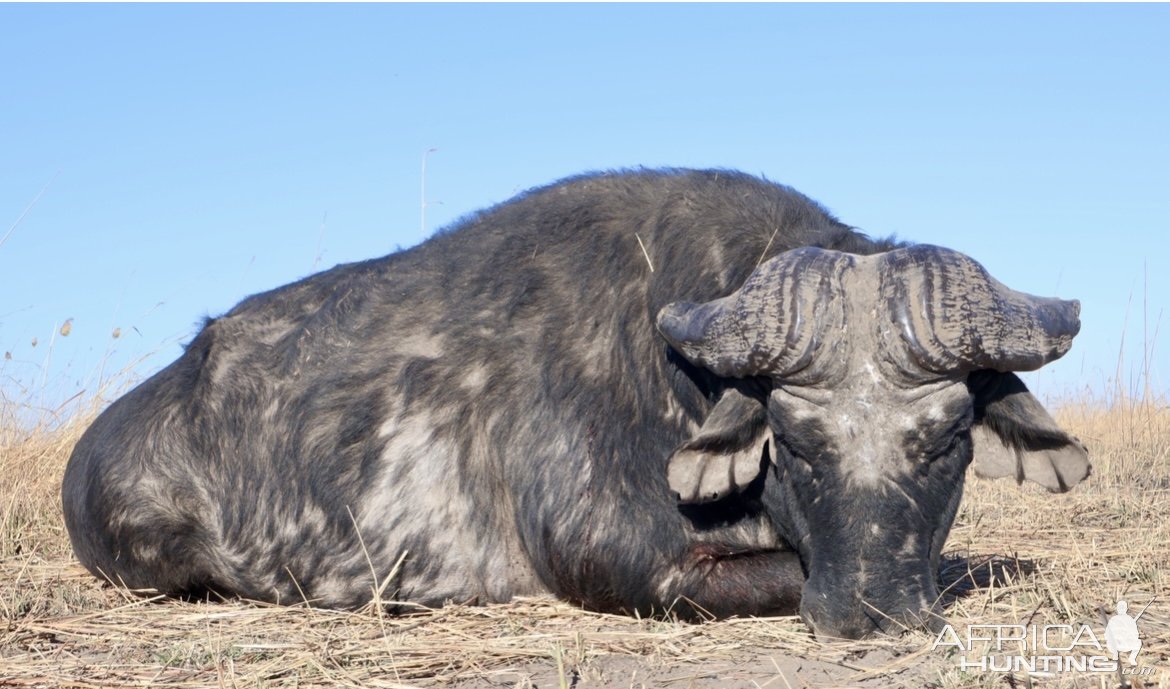 Old Buffalo Hunt Namibia