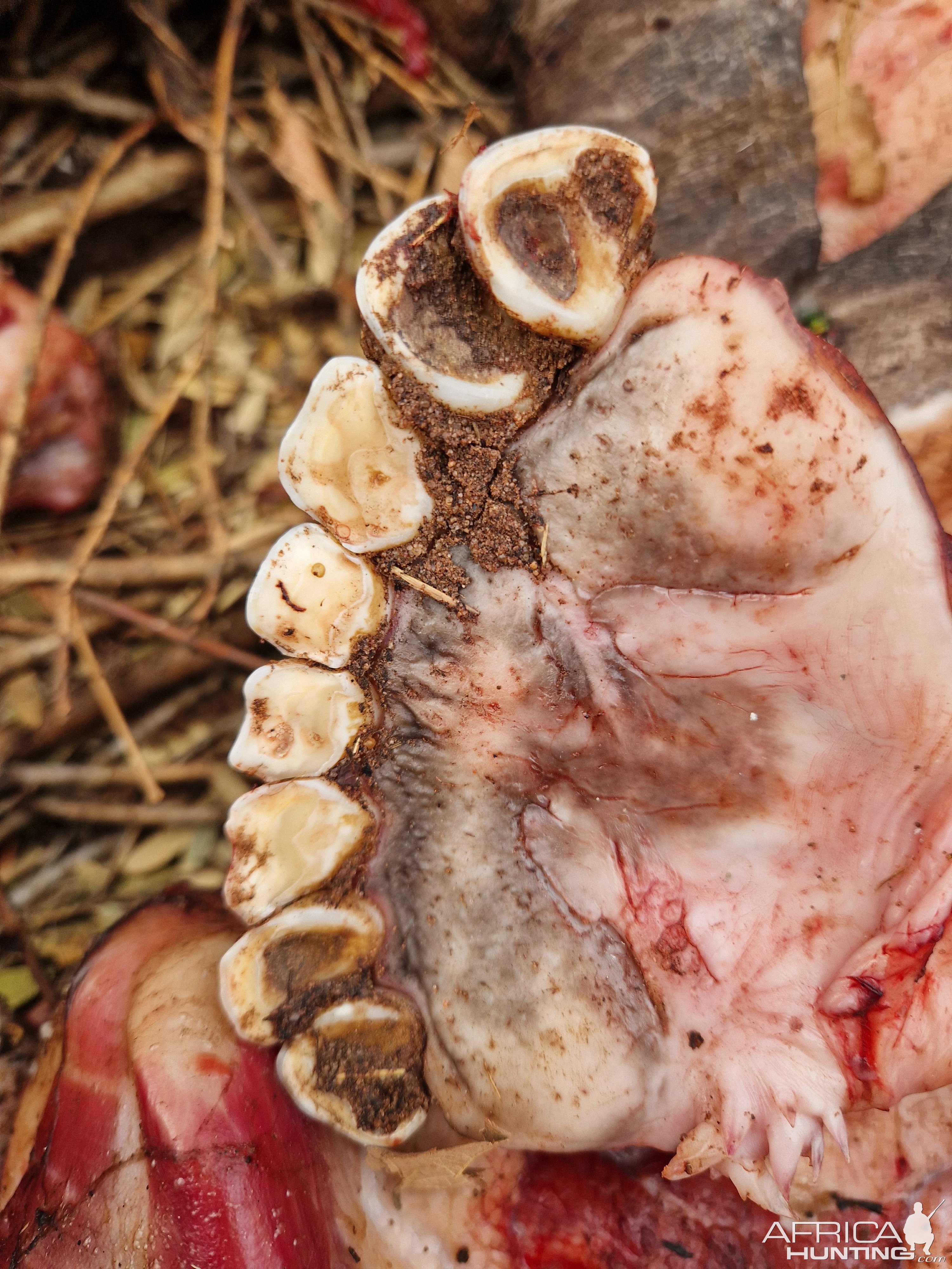 Old Buffalo Teeth