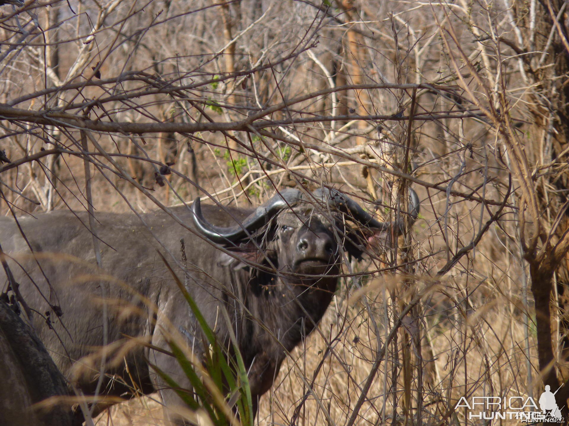 Old bull in Tanzania