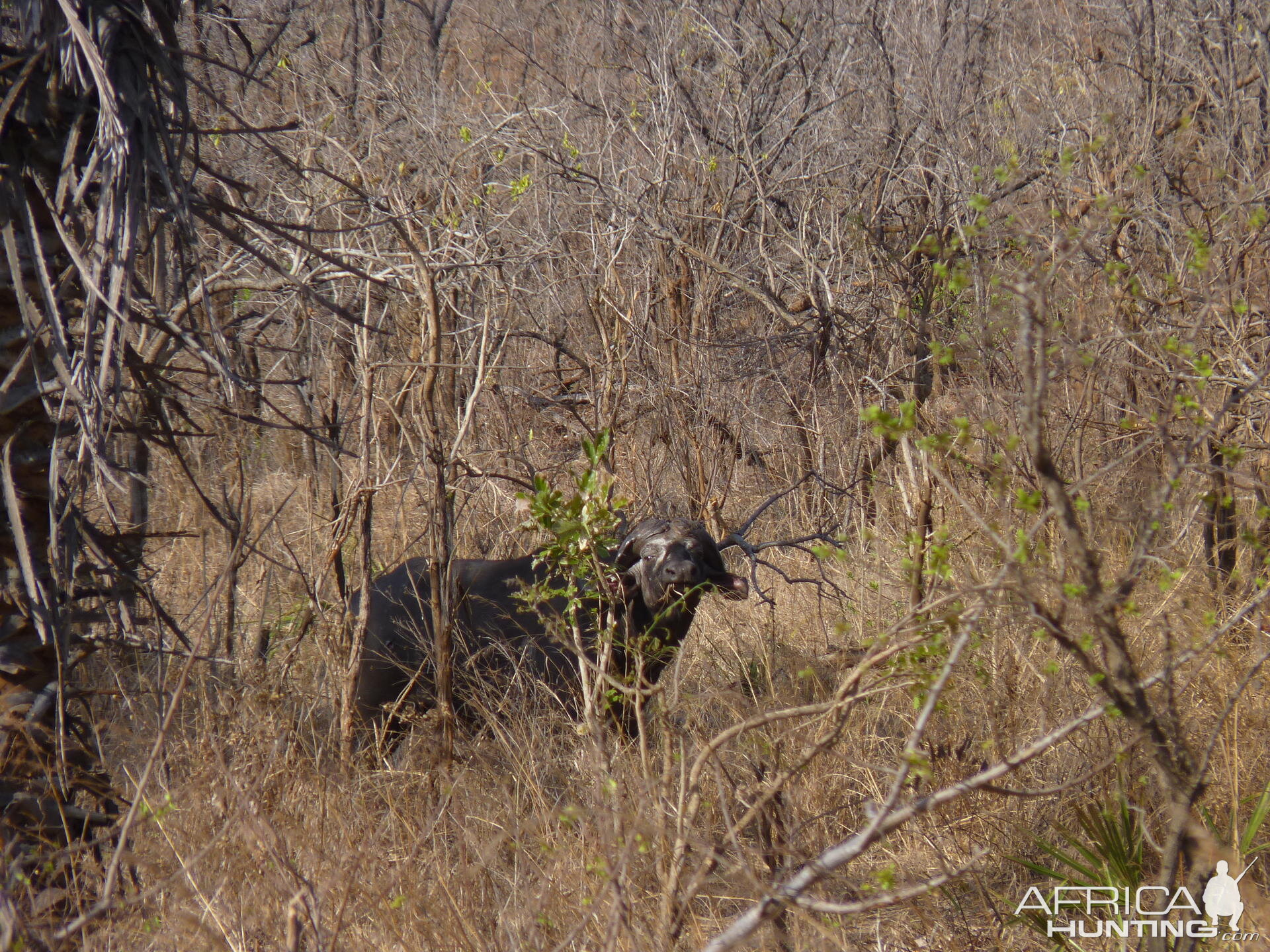 Old bull in Tanzania