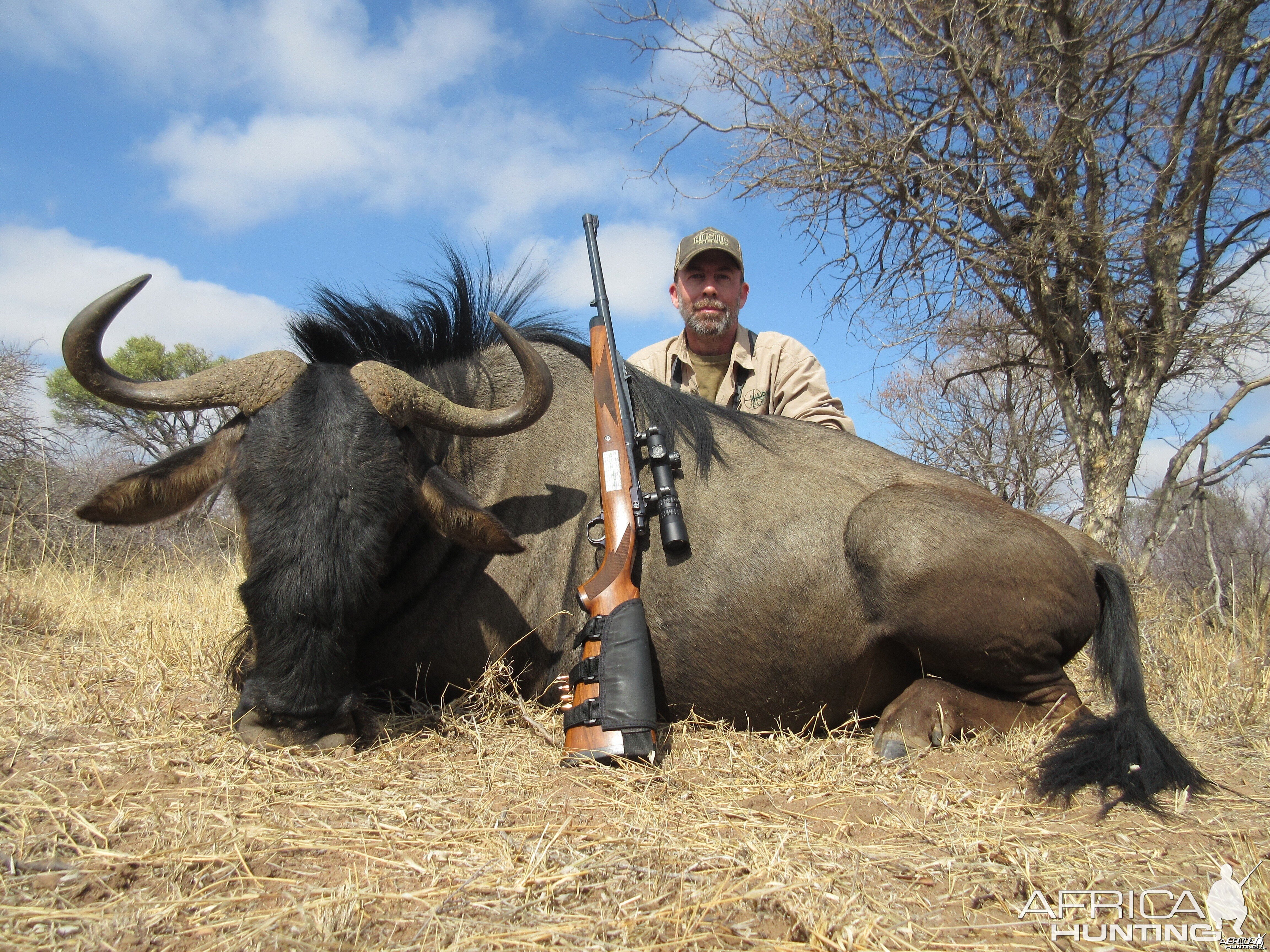 Old Bull Wildebeest