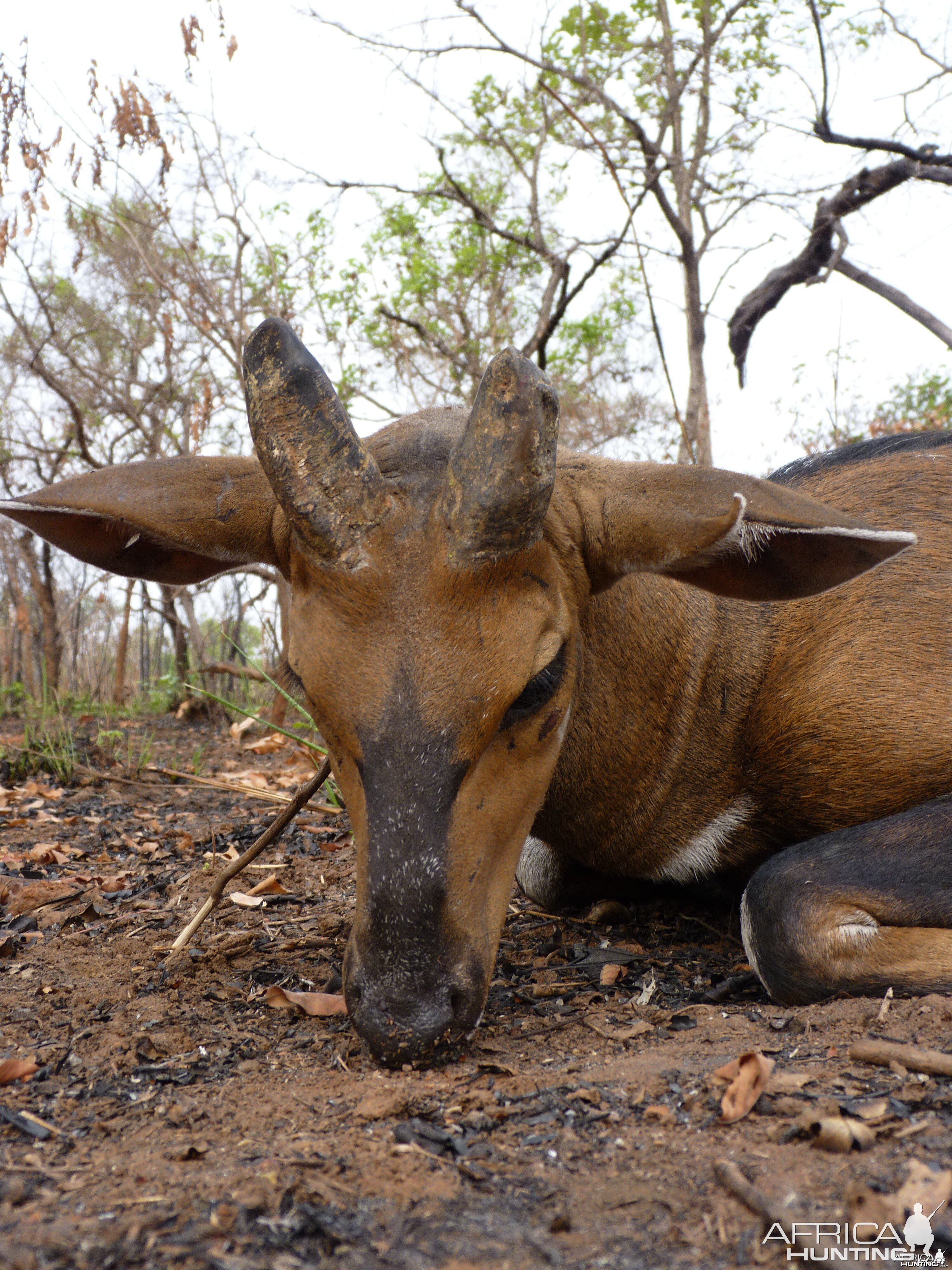 Old Bushbuck hunted in CAR