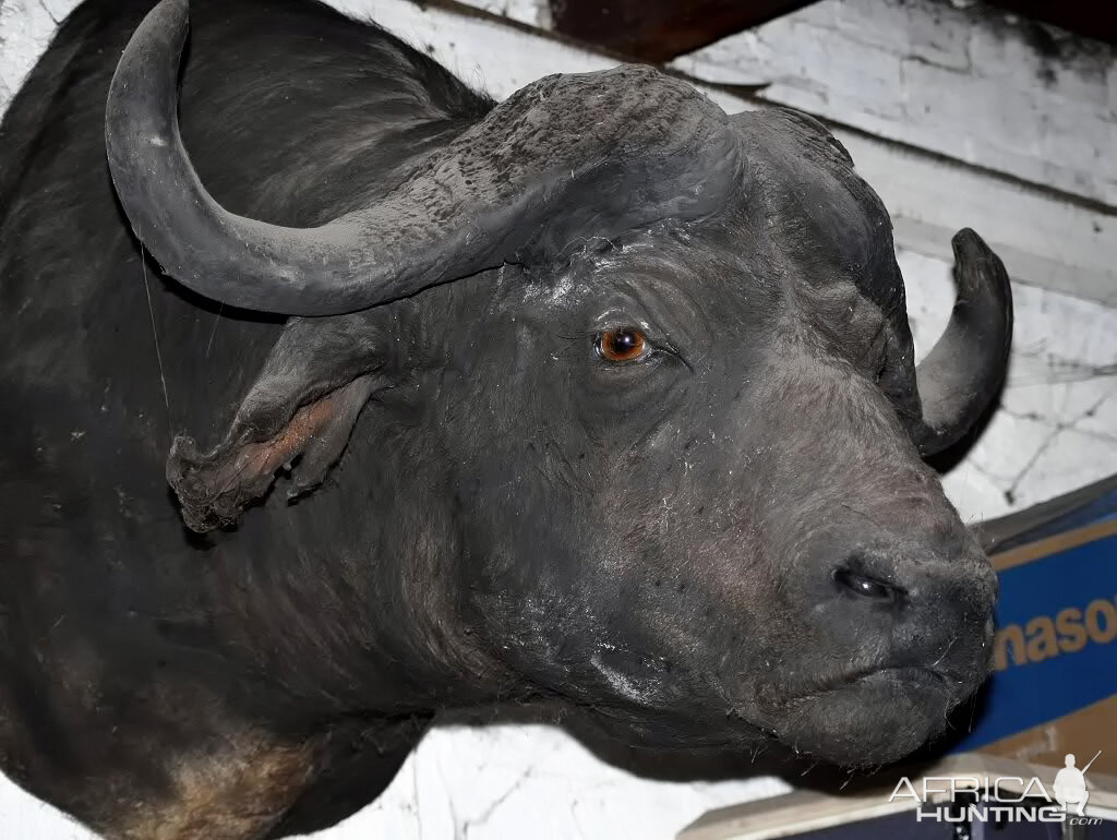 Old Cape Buffalo Mount