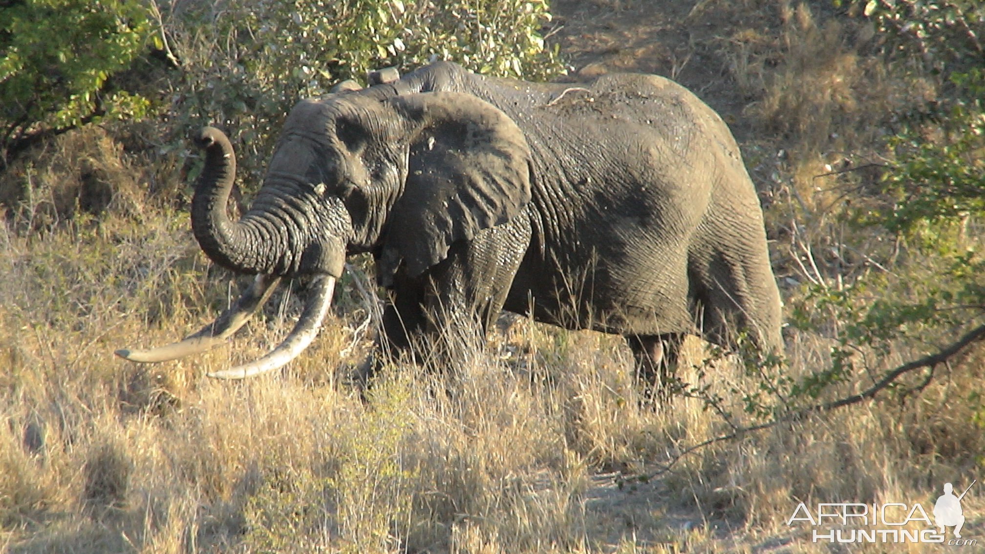 Old Elephant Kruger National Park South Africa