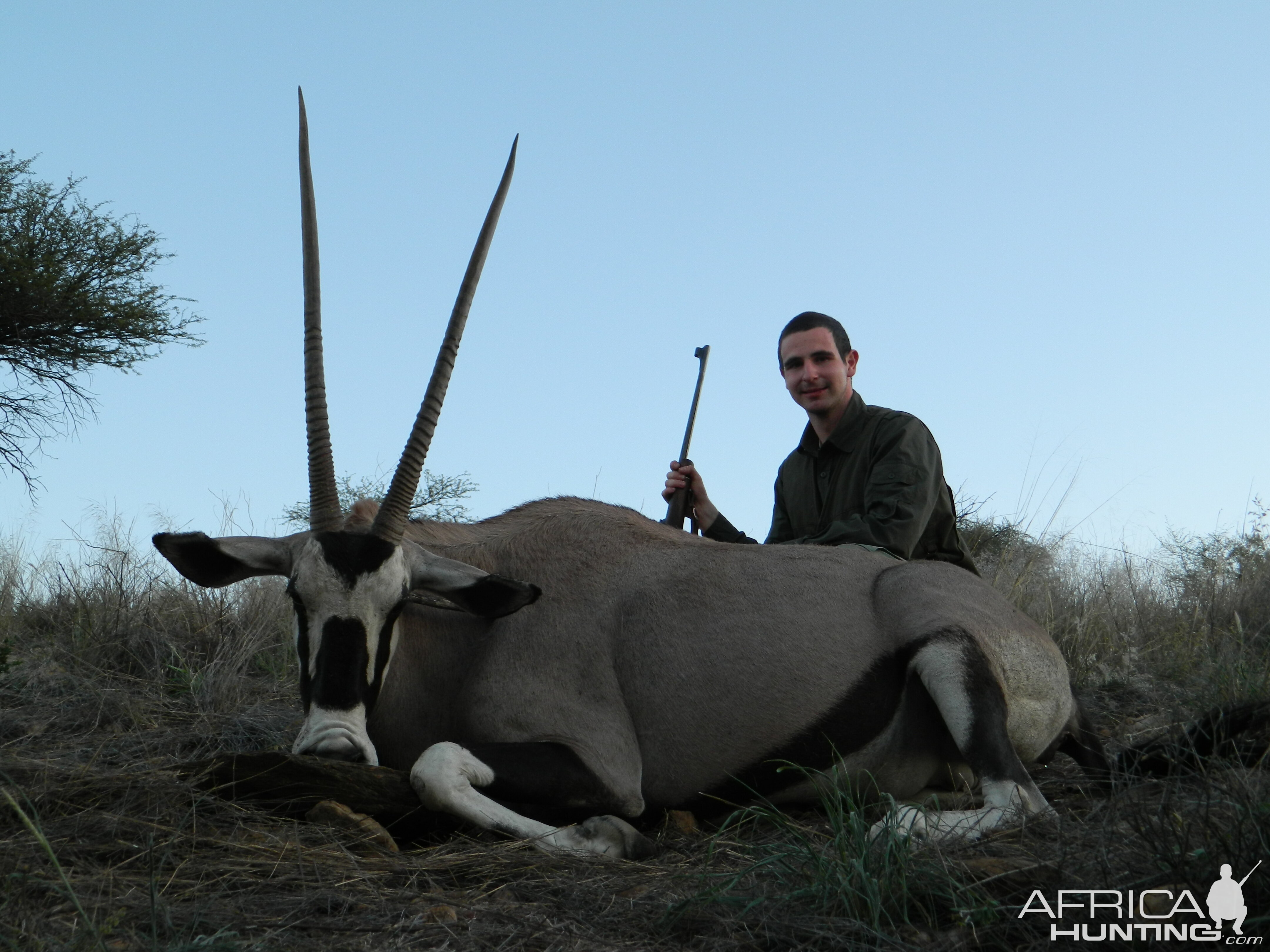 Old Gemsbok Cow from Namibia