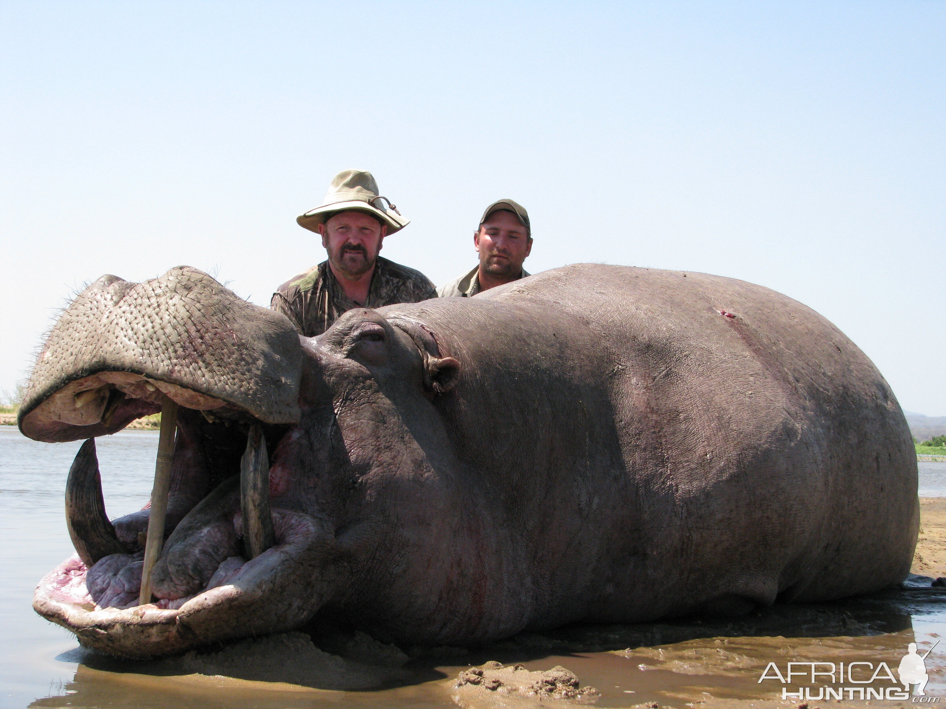 Old Hippo Bull on the Zambezi