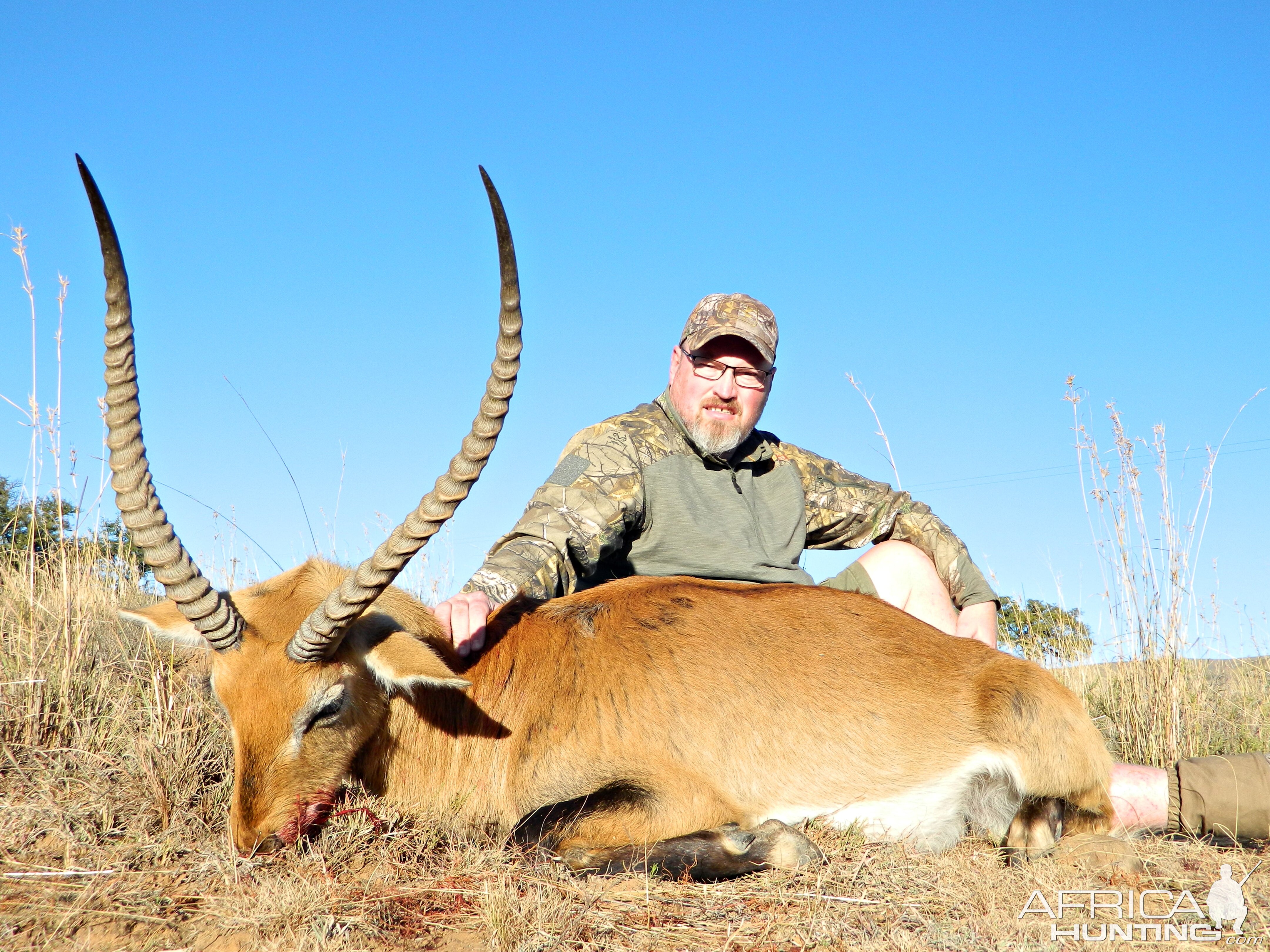 old Lechwe bull