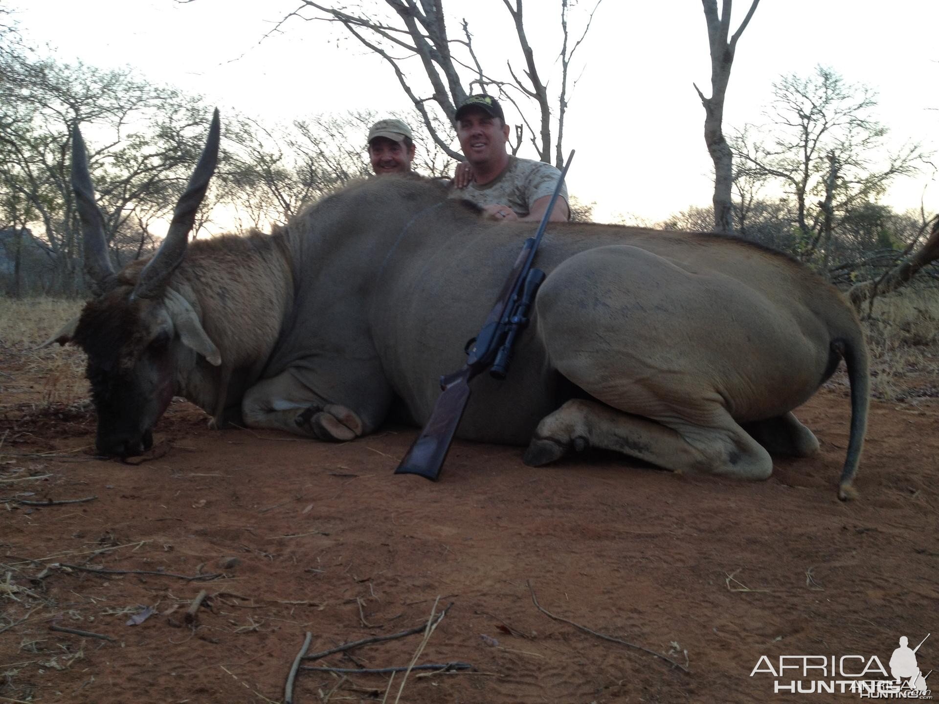 Old Livingstone Eland Bull from Zimbabwe