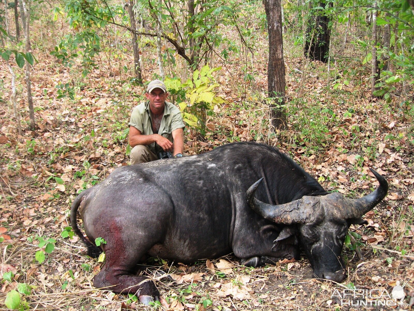 Old loner Buffalo from the Selous Tanzania