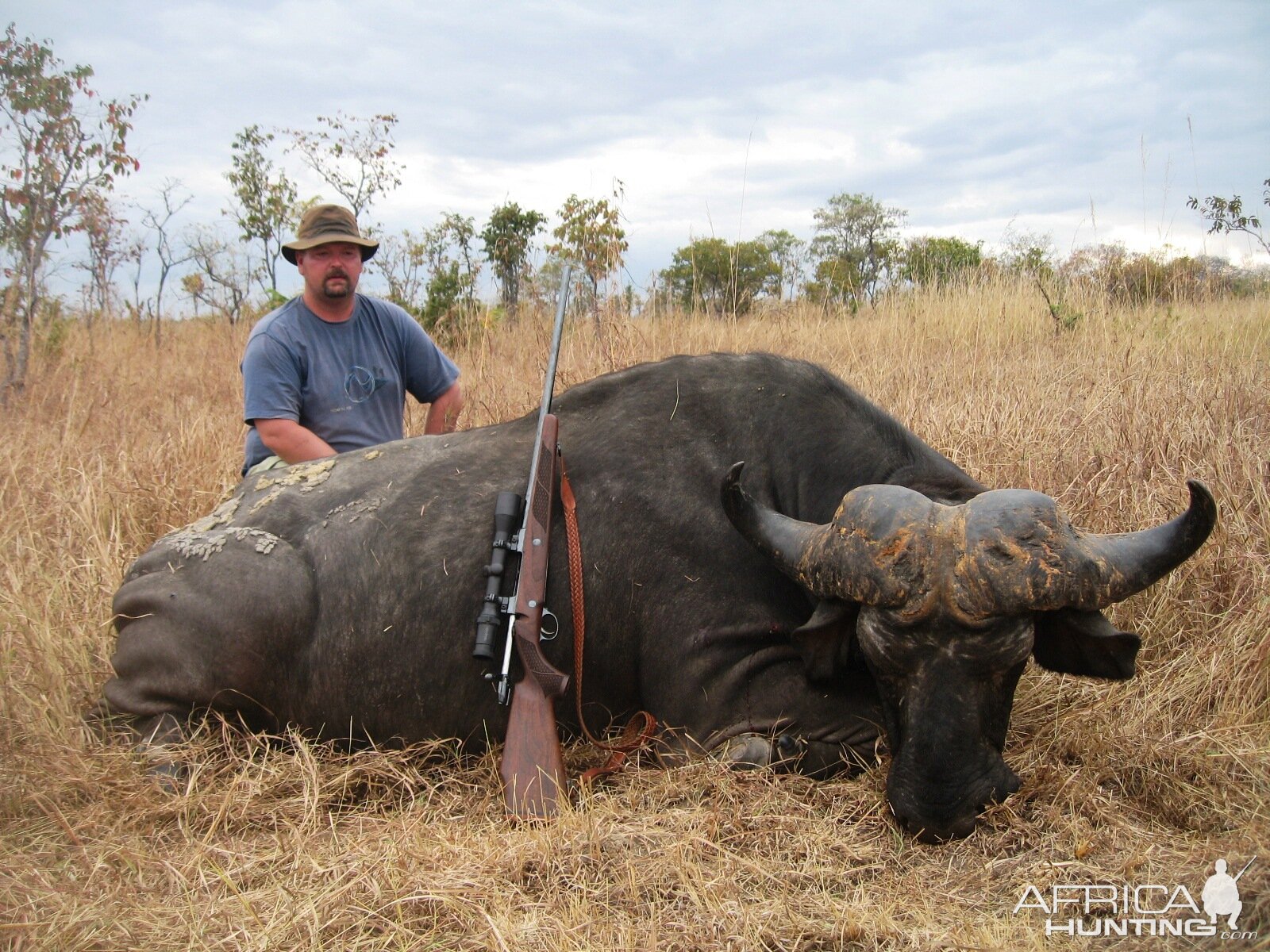 Old loner Buffalo from the Selous Tanzania