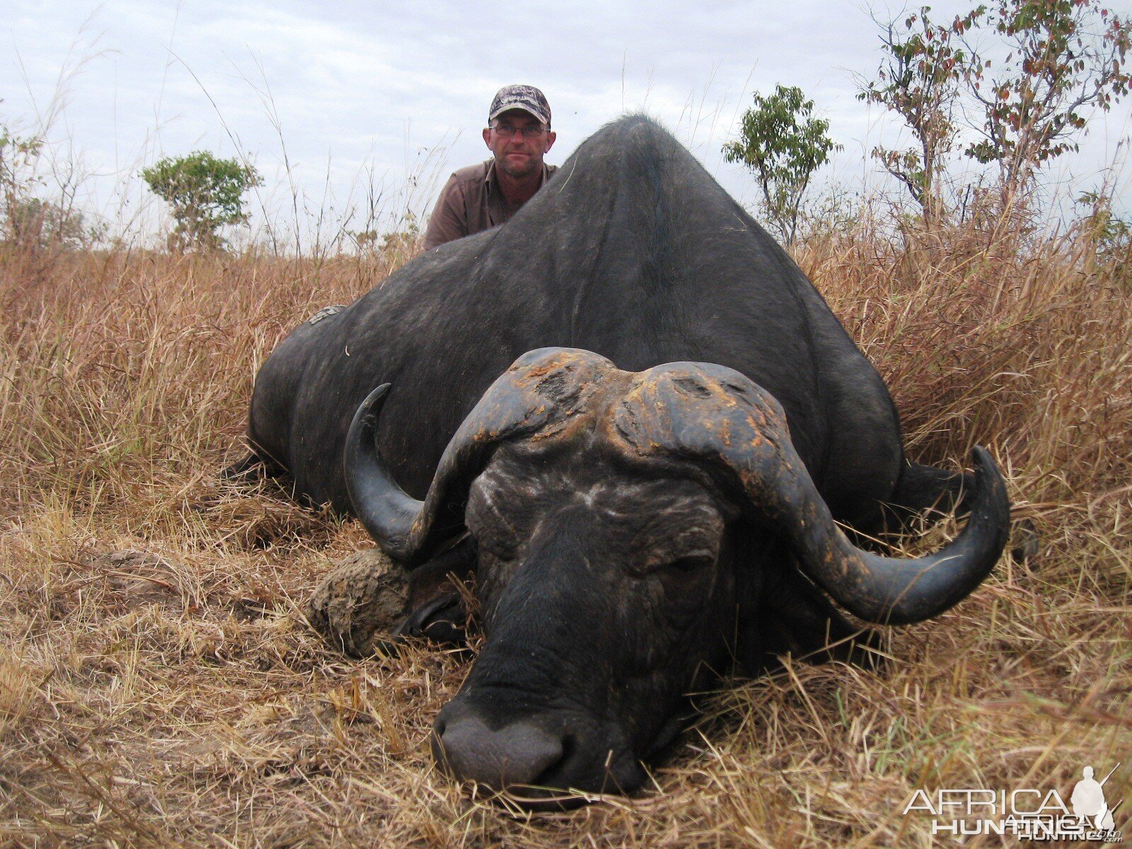 Old loner Buffalo from the Selous Tanzania