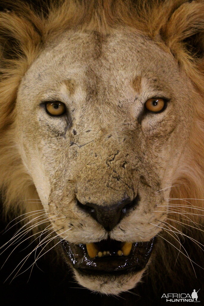 Old Mozambique Lion For Tim Herald Magnum TV Taxidermy